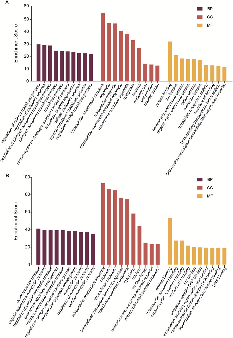 Bar graphs labeled A and B show enrichment scores for various biological categories. Categories include metabolic processes, cellular structures, and molecular functions. Bars are colored for BP (biological process), CC (cellular component), and MF (molecular function) in shades of purple, red, and yellow. The x-axis lists specific processes and functions, while the y-axis indicates enrichment scores.