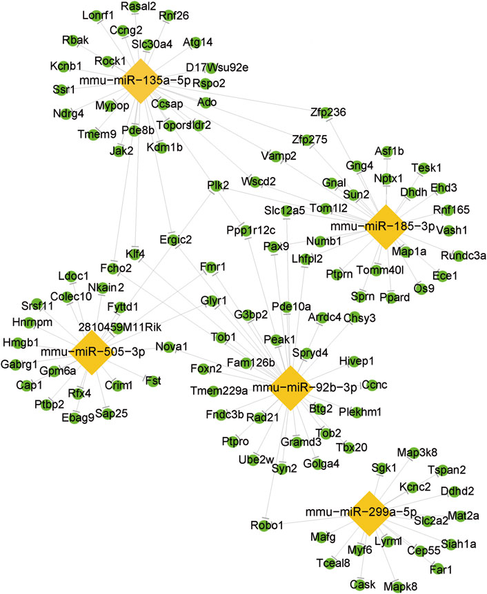 Network diagram illustrating interactions between various genes and miRNAs. Yellow diamond nodes represent specific miRNAs (mmu-miR-135a-5p, 185-3p, 505-3p, 92b-3p, 299a-5p) connected to surrounding green circular nodes indicating related genes, with lines denoting interactions.