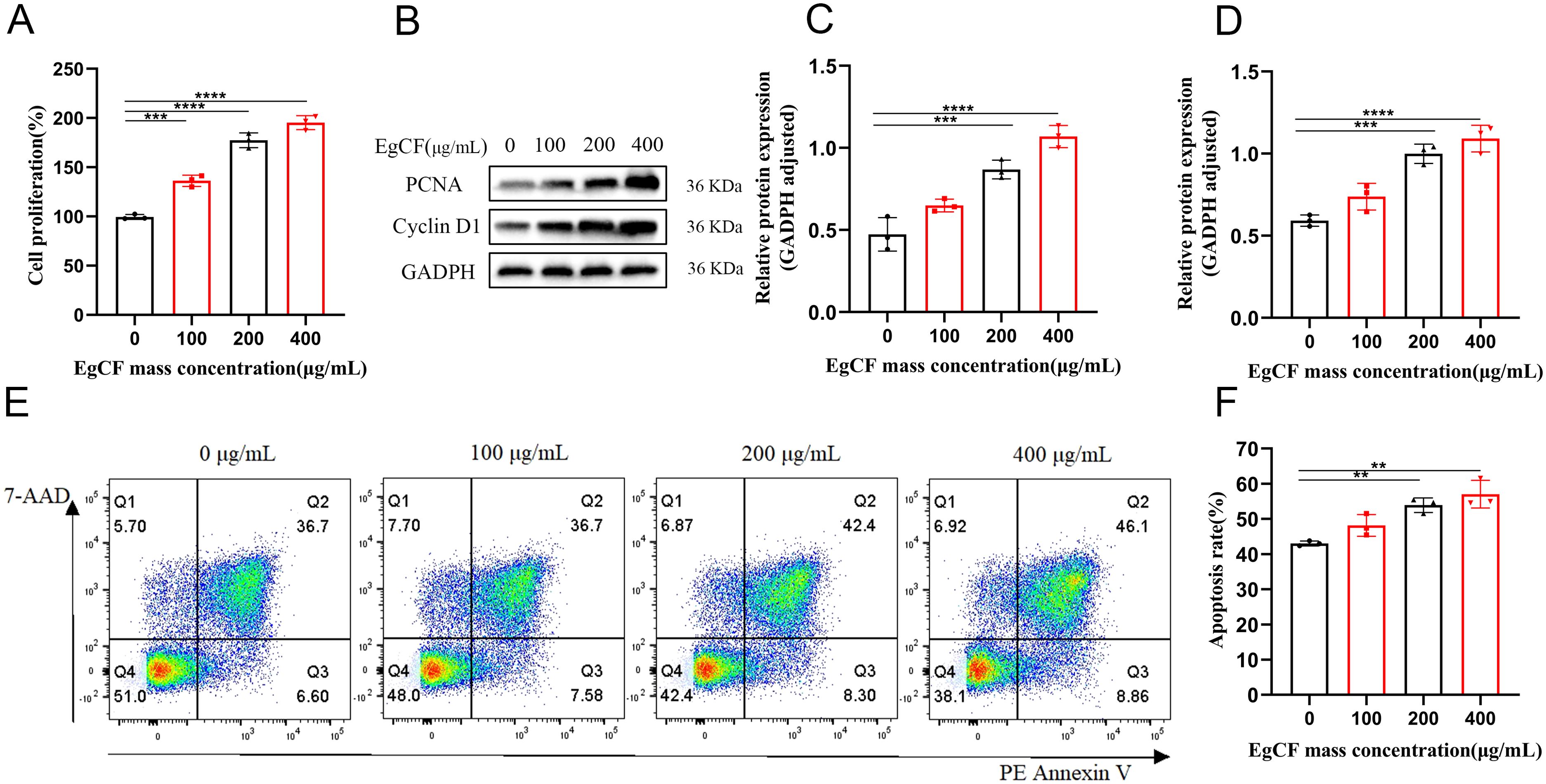 A set of scientific graphs and blots illustrating cell proliferation, protein expression, and apoptosis at varying concentrations of EgCF (0, 100, 200, 400 micrograms per milliliter). Panel A shows an increase in cell proliferation percentage. Panel B presents Western blots for PCNA, Cyclin D1, and GAPDH. Panels C and D display graphs of protein expression adjusted for GAPDH. Panel E shows flow cytometry dot plots for different EgCF concentrations. Panel F illustrates an increase in apoptosis rate percentage. Statistical significance is indicated by asterisks in panels A, C, D, and F.