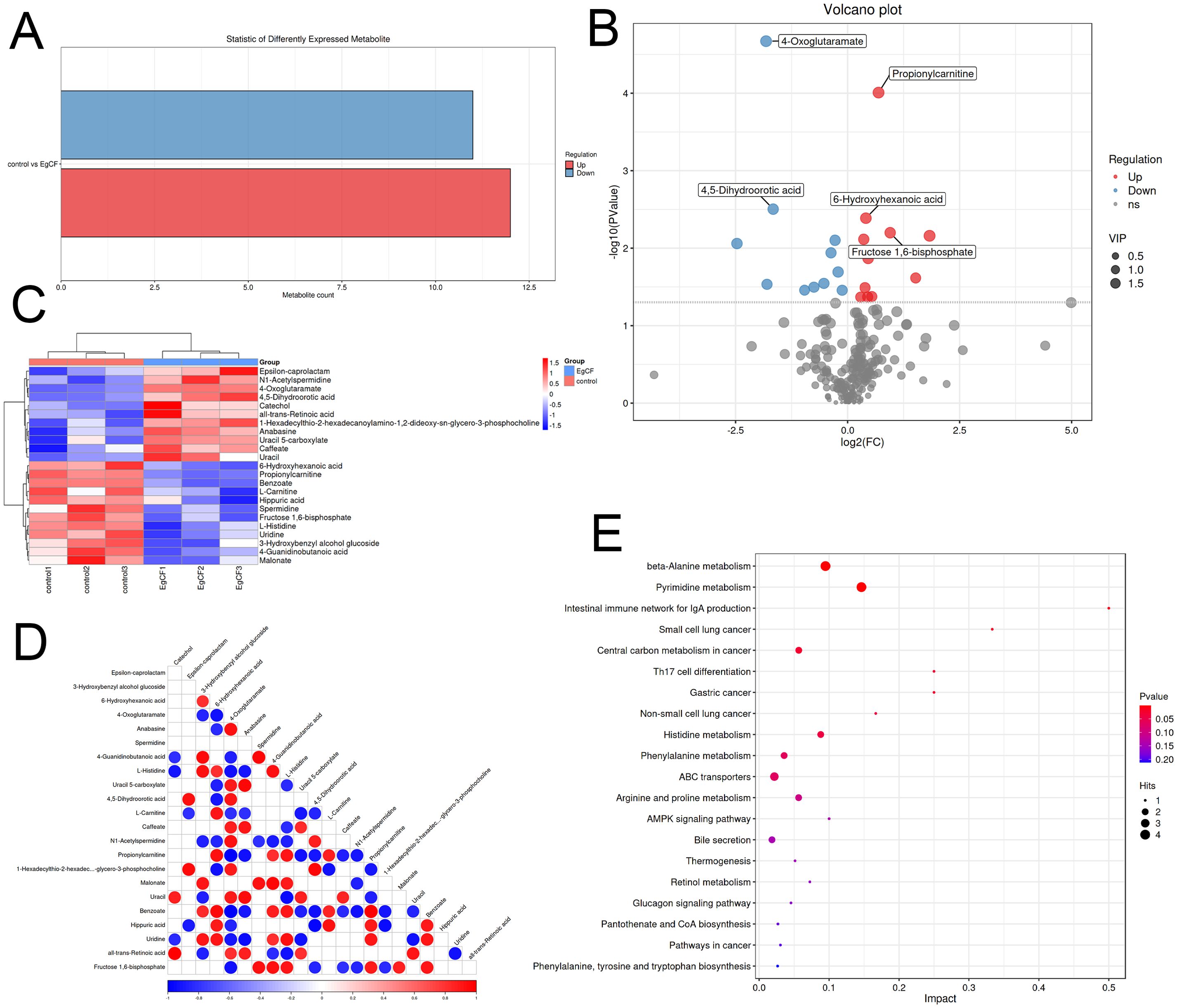 A series of data visualizations from a metabolomics study: A) A bar chart showing the count of differently expressed metabolites, with blue indicating downregulation and red indicating upregulation in control versus EGFR. B) A volcano plot displaying metabolite changes, with points colored by regulation status and sized by VIP values, highlighting significant metabolites like 4-Oxoglutarate and Fructose 1,6-bisphosphate. C) A heatmap illustrating metabolite expression levels across control and EGFR groups, with a gradient from blue to red representing expression intensity. D) A correlation matrix plot of metabolite interactions, denoted by red and blue circles of varying sizes. E) A bubble plot depicting pathway impact, with bubble sizes indicating hits and colors representing p-values, highlighting pathways like beta-Alanine metabolism and Th17 cell differentiation.