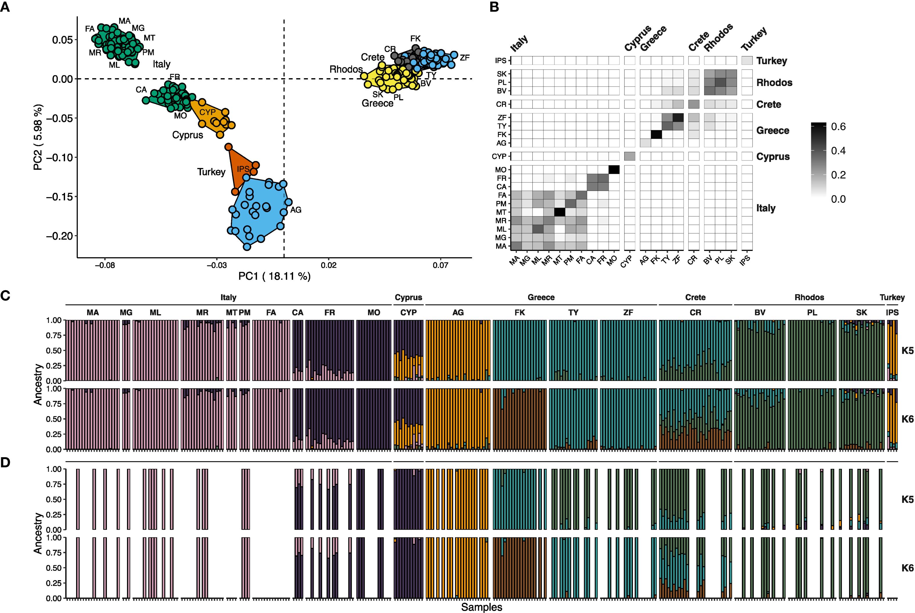 Components of a genetic analysis are presented. Panel A is a scatter plot showing principal component analysis of populations from Italy, Cyprus, Greece, Crete, Rhodes, and Turkey. Panel B is a heatmap visualizing genetic relatedness among these populations. Panels C and D display bar plots of ancestral proportions for samples labeled by region, comparing K5 and K6 scenarios. The x-axis in C and D represents different populations, while the y-axis indicates the ancestry proportion. Different colors are used to represent diverse genetic ancestries.