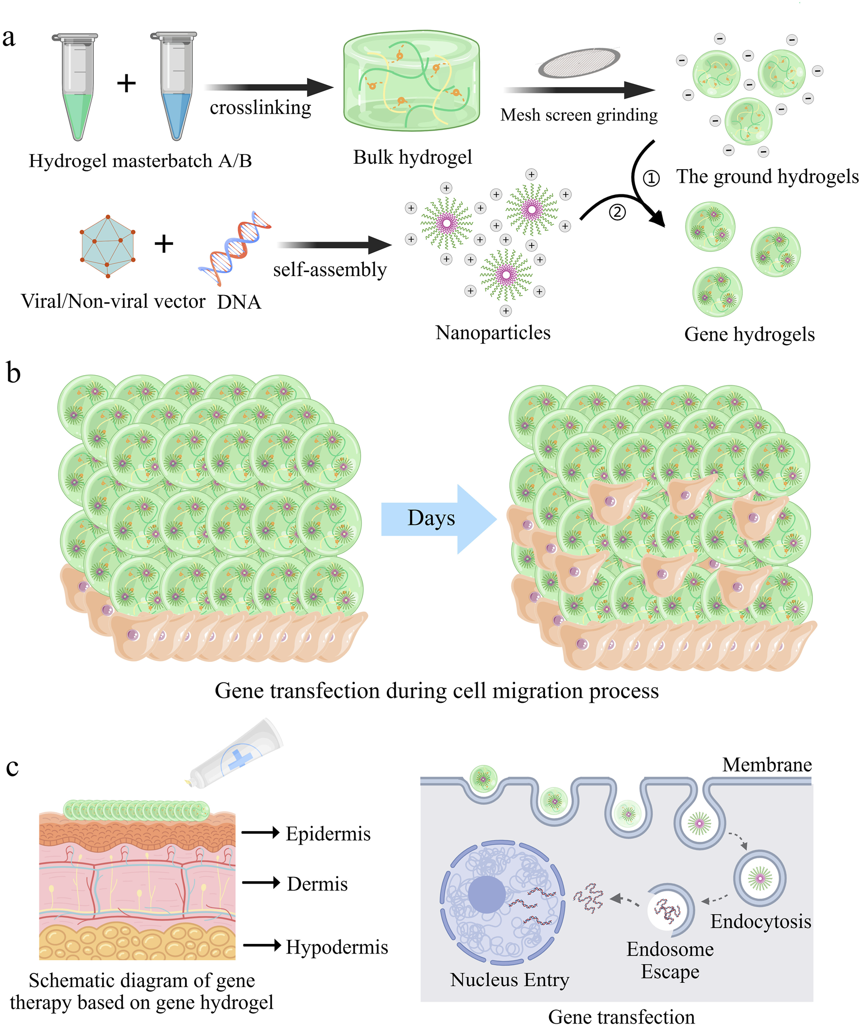 Diagram illustrating gene hydrogel preparation and application for gene therapy. Part (a) shows hydrogel and nanoparticle formation, with crosslinking and self-assembly processes. Part (b) depicts gene transfection during cell migration over time. Part (c) presents a schematic of gene therapy via gene hydrogels, showing layers of skin (epidermis, dermis, hypodermis) and the process of gene transfection through endocytosis and endosome escape.
