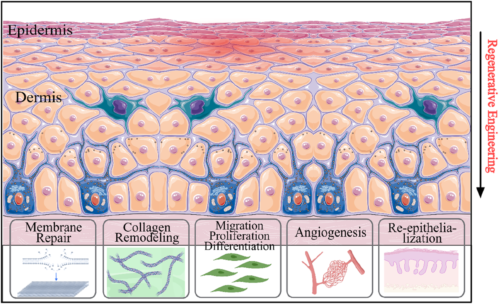 Illustration of skin layers showing epidermis and dermis in a regenerative engineering context. Below are five panels depicting different processes: membrane repair, collagen remodeling, cell migration and differentiation, angiogenesis, and re-epithelialization. An arrow labeled "Regenerative Engineering" points downward alongside the illustration.