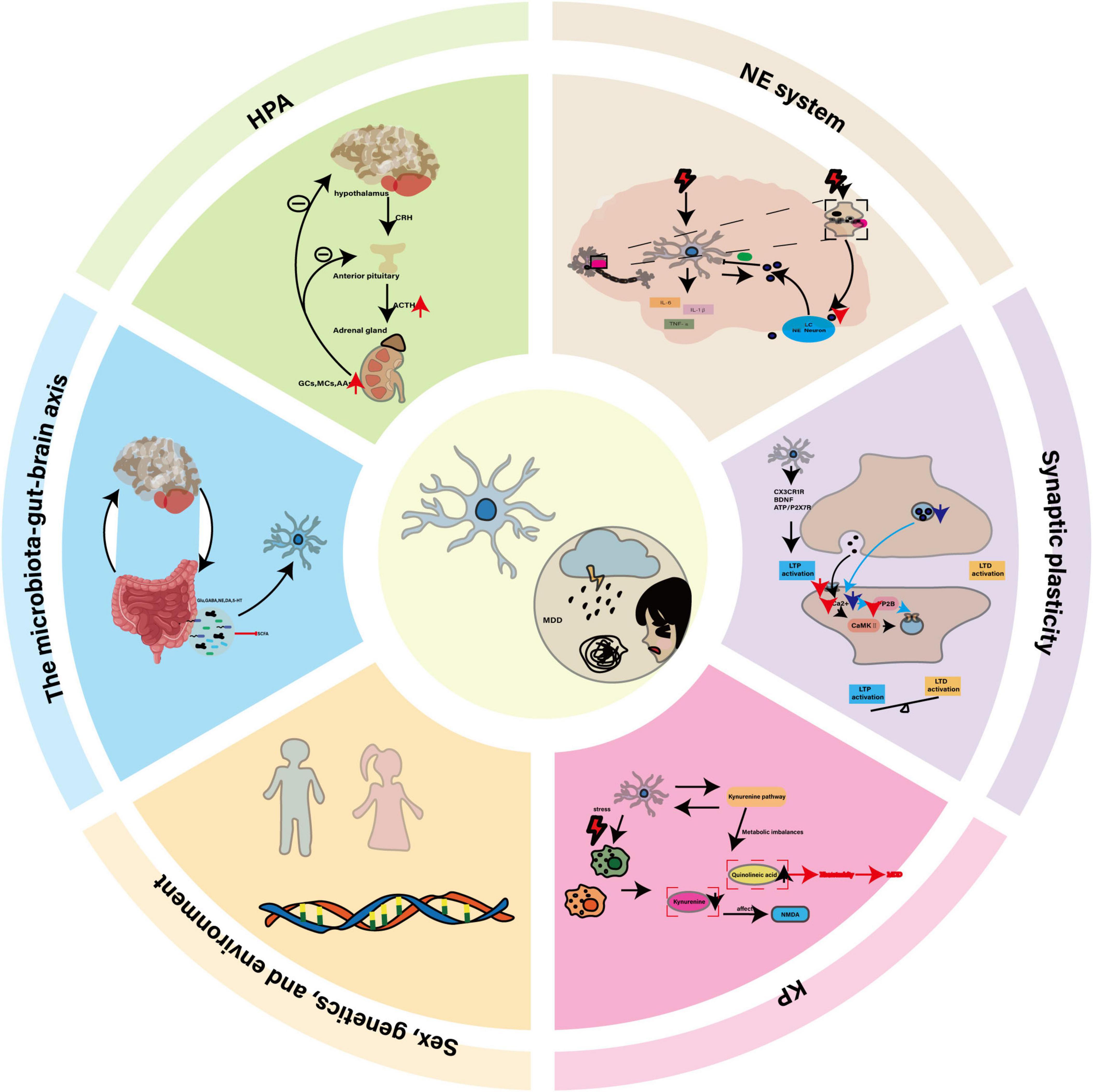Circular infographic divided into five segments. Clockwise from top left: HPA (hypothalamic-pituitary-adrenal axis) showing brain and adrenal gland; NE system illustrating synaptic connections; synaptic plasticity with cellular diagrams; KP (kynurenine pathway) highlighting stress responses; microbiota-gut-brain axis linking gut and brain. Center shows neuron with symbols of mental distress. Outer text references: HPA, NE system, synaptic plasticity, microbiota-gut-brain, sex, genetics, and environment.