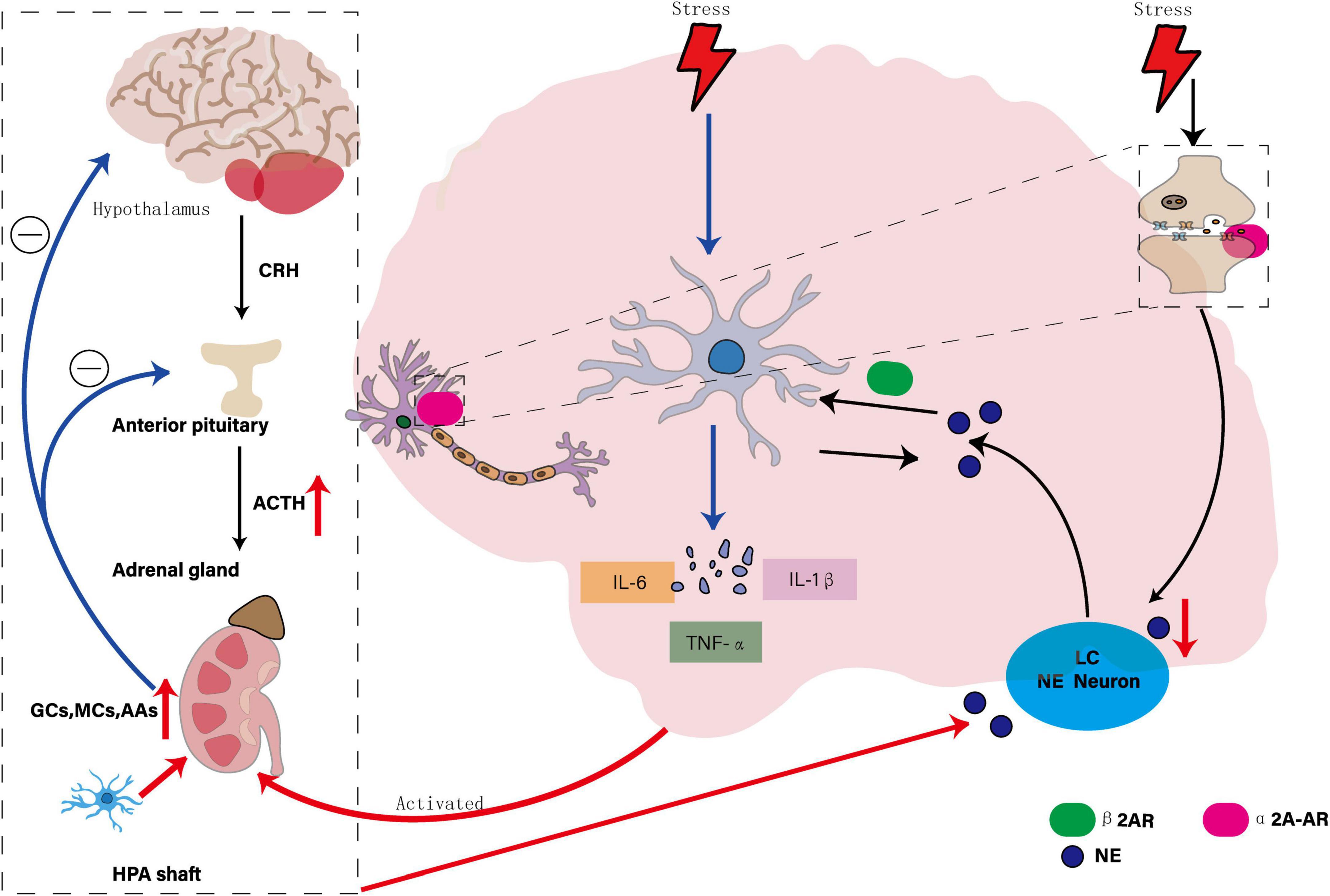 Diagram illustrating the stress response in the brain, focusing on the hypothalamic-pituitary-adrenal (HPA) axis. Stress signals impact the hypothalamus, releasing CRH which stimulates the anterior pituitary to release ACTH. This activates the adrenal gland, producing glucocorticoids. The central diagram features neurons, cytokines like IL-6, TNF-α, and IL-1β, and their interactions. LC NE neurons are highlighted with pathways showing norepinephrine (NE) release. Receptor types β 2AR and α 2A-AR are identified. Arrows indicate activation and inhibition pathways throughout the stress response network.