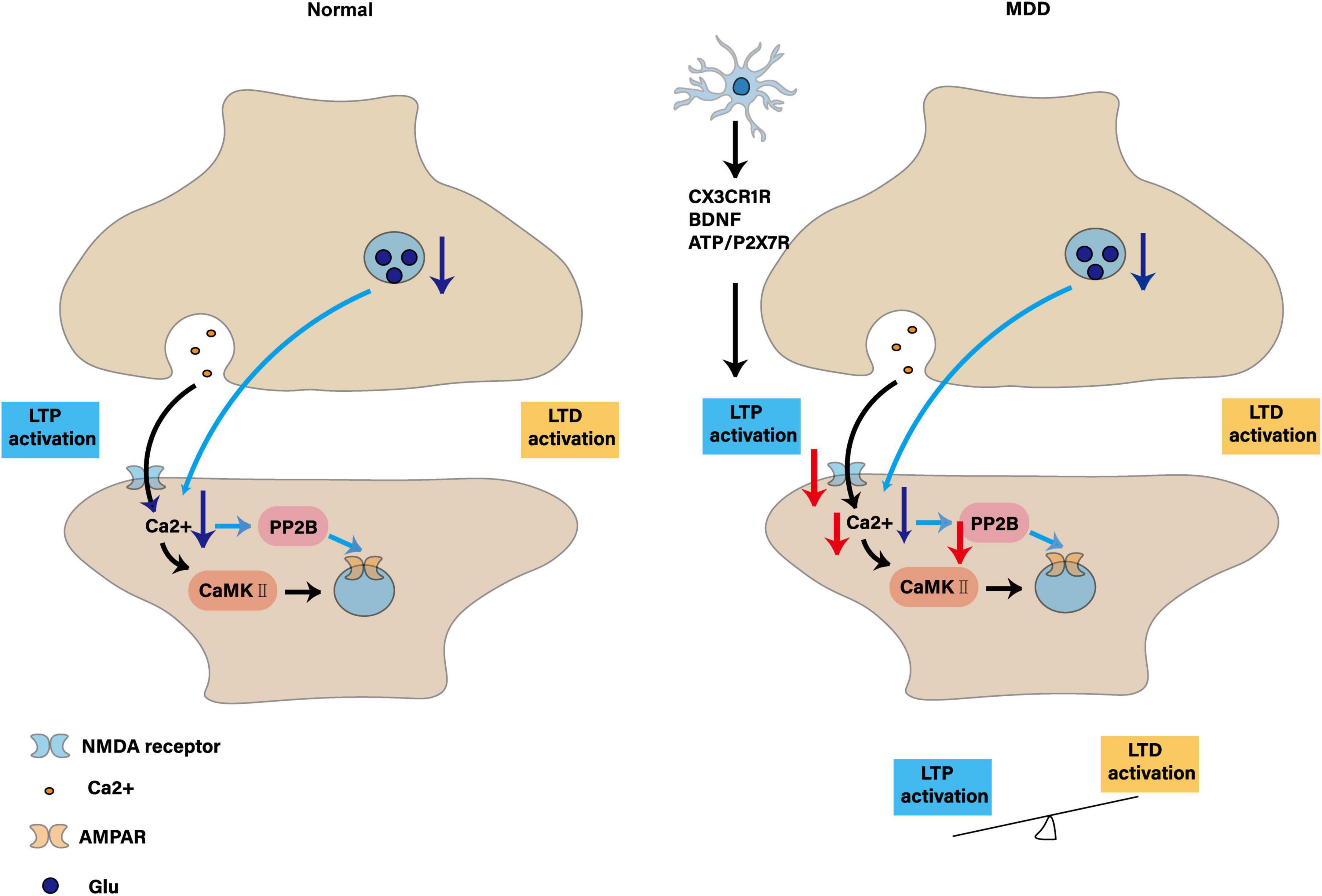 Diagram comparing synaptic processes in normal and MDD conditions. Normal synapse shows balanced LTP and LTD activation with processes involving Ca2+, PP2B, and CaMK II. MDD synapse includes additional factors like CX3CR1R, BDNF, and ATP/P2X7R with altered activation levels, indicated by red arrows, affecting LTP and LTD balance. Icons represent NMDA receptors, AMPAR, and Glu.