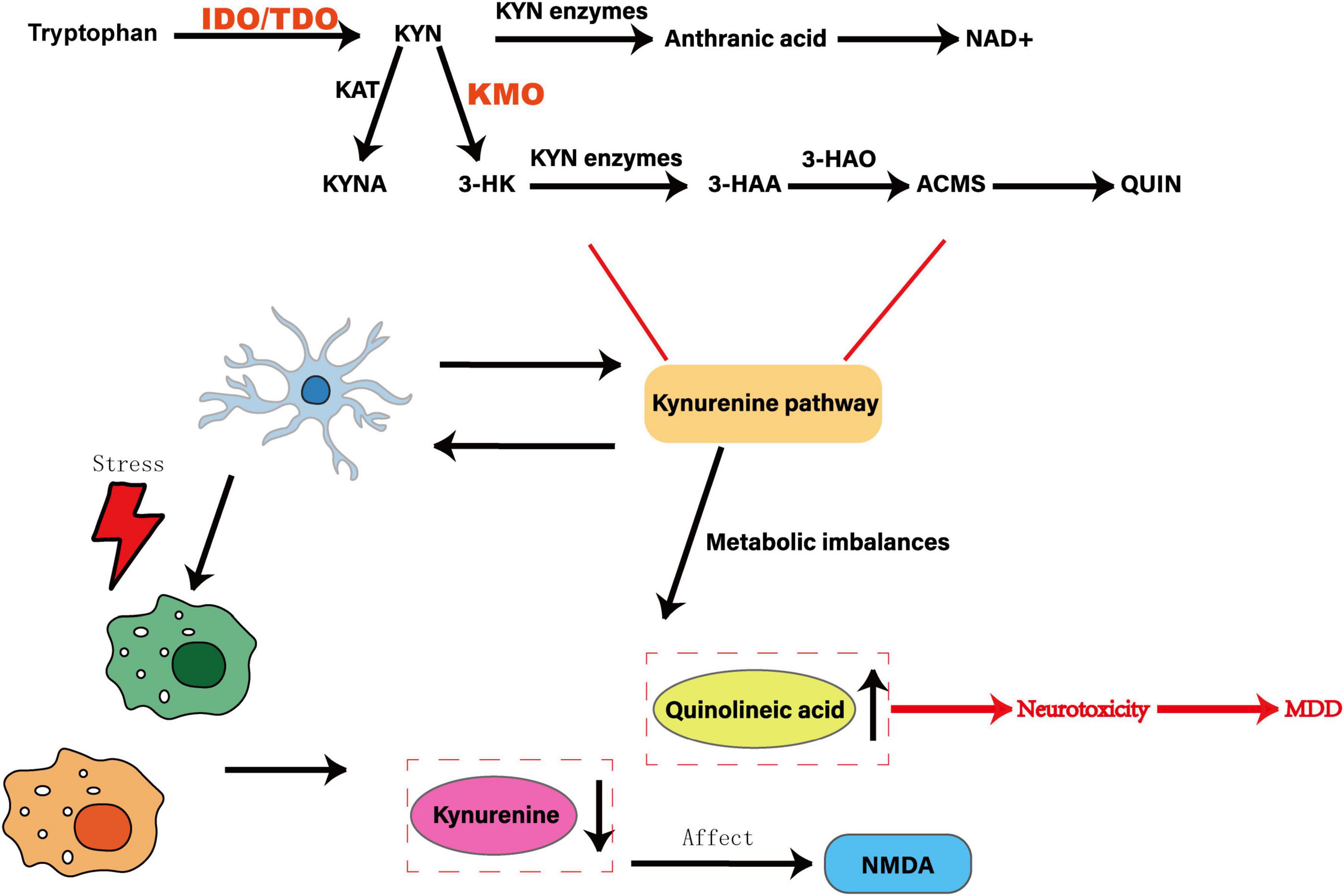 Diagram illustrating the kynurenine pathway. It shows tryptophan converting to kynurenine via IDO/TDO, then to KYNA or 3-HK via KAT and KMO. Further conversions involve anthranilic acid and quinolinic acid, leading to neurotoxicity and major depressive disorder (MDD). Stress impacts cells and the pathway, affecting NMDA receptors and creating metabolic imbalances.