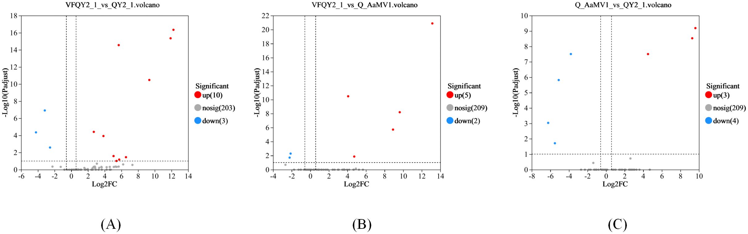 Three volcano plots labeled A, B, and C. Plot A shows a comparison between VFQY2_1 and QY2_1 with significant upregulated genes (red), downregulated genes (blue), and non-significant genes (gray). Plot B compares VFQY2_1 and Q_AaMV1, showing a few significant changes. Plot C compares Q_AaMV1 and QY2_1, indicating minimal significant gene expression changes. Each plot displays Log2 Fold Change on the x-axis and -Log10 adjusted P-value on the y-axis.