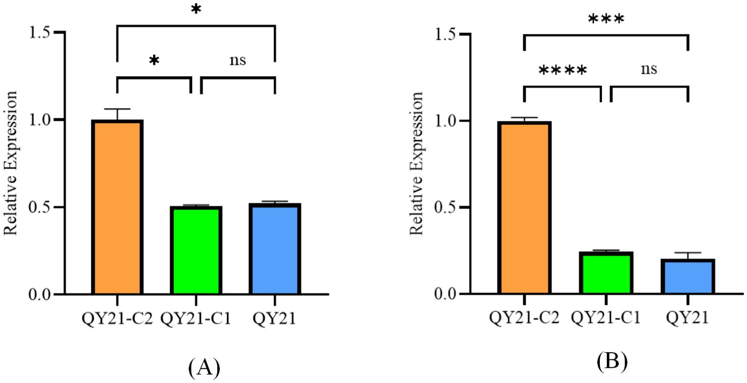 Bar graphs (A) and (B) show relative expression levels for QY21-C2, QY21-C1, and QY21. In both graphs, QY21-C2 expression is highest, with significant differences marked by asterisks. “ns” indicates no significant difference between QY21-C1 and QY21.