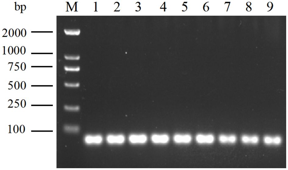 Gel electrophoresis image showing DNA bands. The marker (M) lane contains bands ranging from two thousand to one hundred base pairs. Lanes one through nine display bright bands around one hundred base pairs.