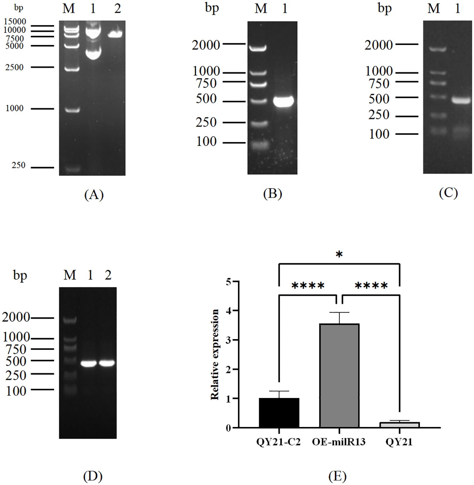 Gel electrophoresis images (A, B, C, D) and a bar chart (E). Images A and D show DNA bands for lanes marked M, 1, and 2, with visible bands confirming DNA presence. B and C show bands for M and 1. The bar chart (E) depicts relative expression levels for QY21-C2, OE-milR13, and QY21, with OE-milR13 showing significantly higher expression. Statistical significance is indicated by asterisks above the bars.