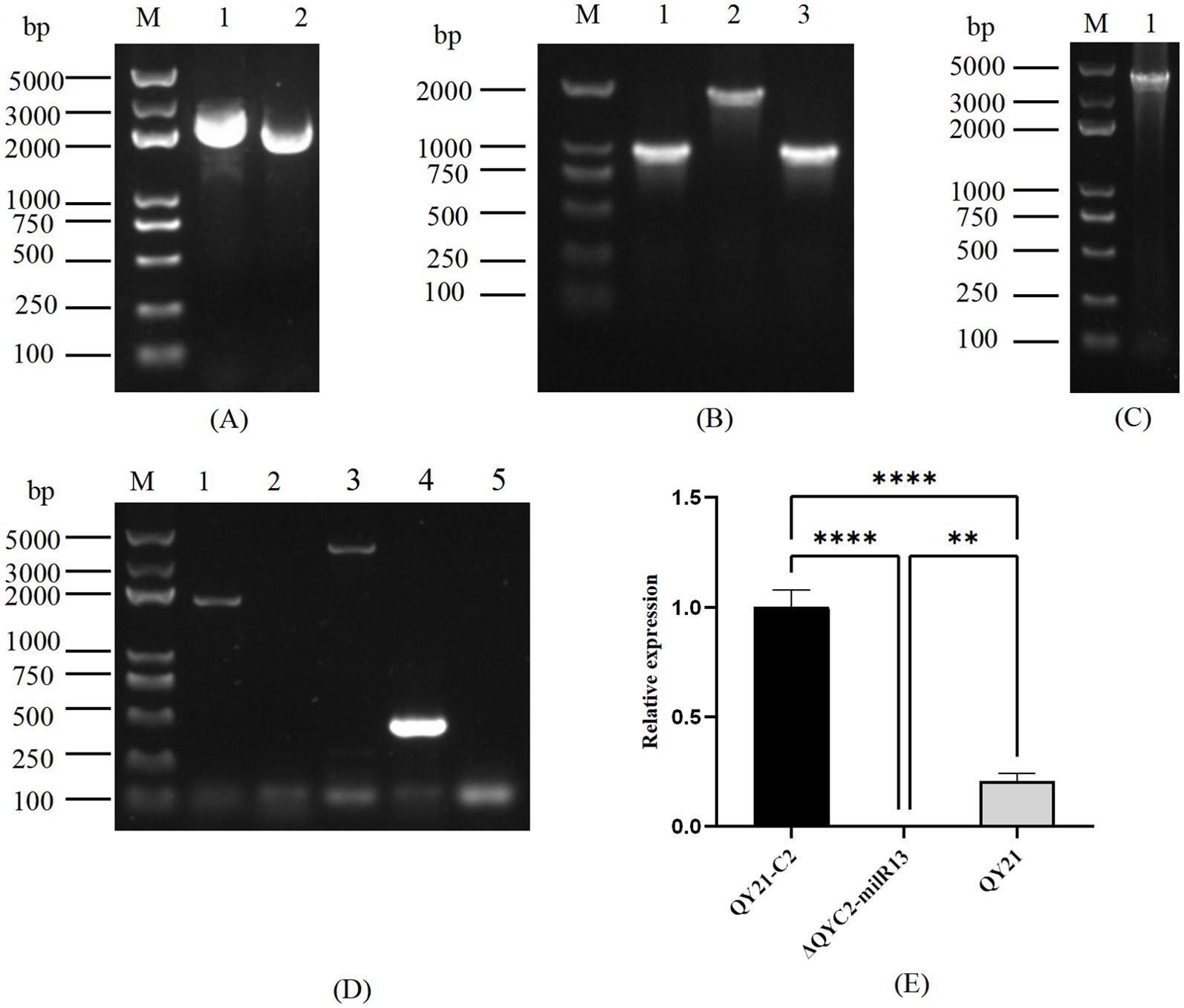 (A) Gel electrophoresis showing two bright bands around 2000 base pairs in lanes 1 and 2. (B) Gel with three samples, each displaying bands around 2000 base pairs. (C) Gel with one bright band near 2000 base pairs. (D) Gel with five samples, notable bright band in lane 5 at 500 base pairs. (E) Bar graph depicting relative expression levels for QY21-C2, ΔQYC2-miR13, and QY21, with statistical significance indicated by asterisks.
