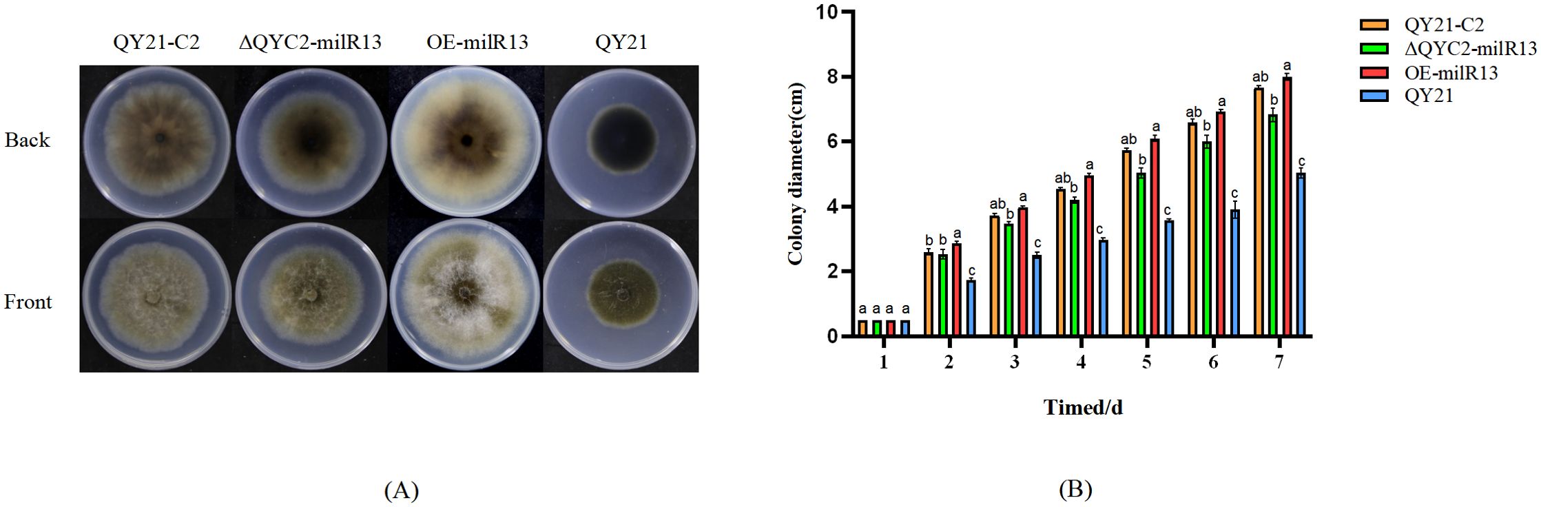Two panels illustrate fungal colony growth. Panel (A) shows back and front views of four colony samples: “QY21-C2,” “ΔQYC2-milR13,” “OE-milR13,” and “QY21.” Panel (B) is a bar chart showing colony diameter over seven days for these samples. Orange, green, red, and blue bars represent “QY21-C2,” “ΔQYC2-milR13,” “OE-milR13,” and “QY21,” respectively, with varying growth rates noted.