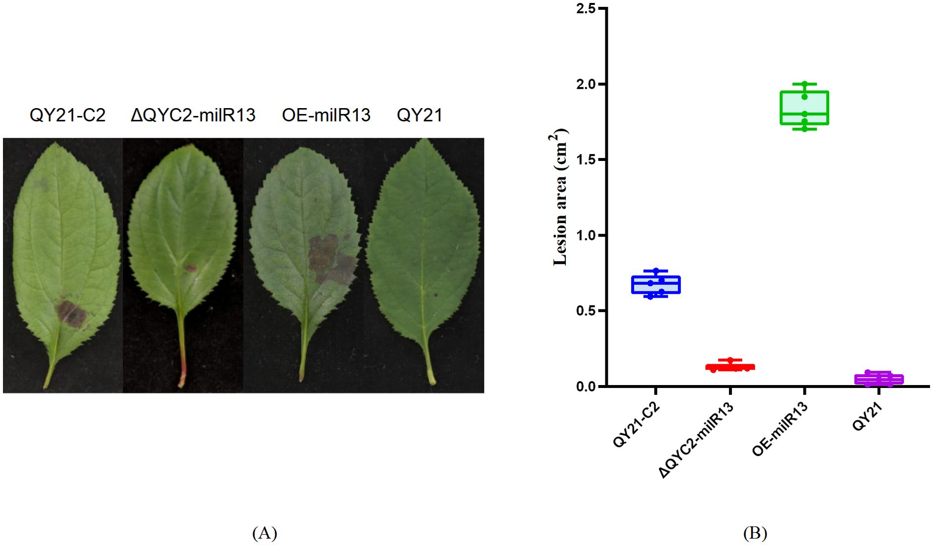 (A) Four leaves labeled QY21-C2, ΔQYC2-milR13, OE-milR13, and QY21 display varying sizes of brown lesions. (B) A box plot shows lesion area data for each leaf type, with QY21-C2 having the largest lesion area, and OE-milR13 the smallest.
