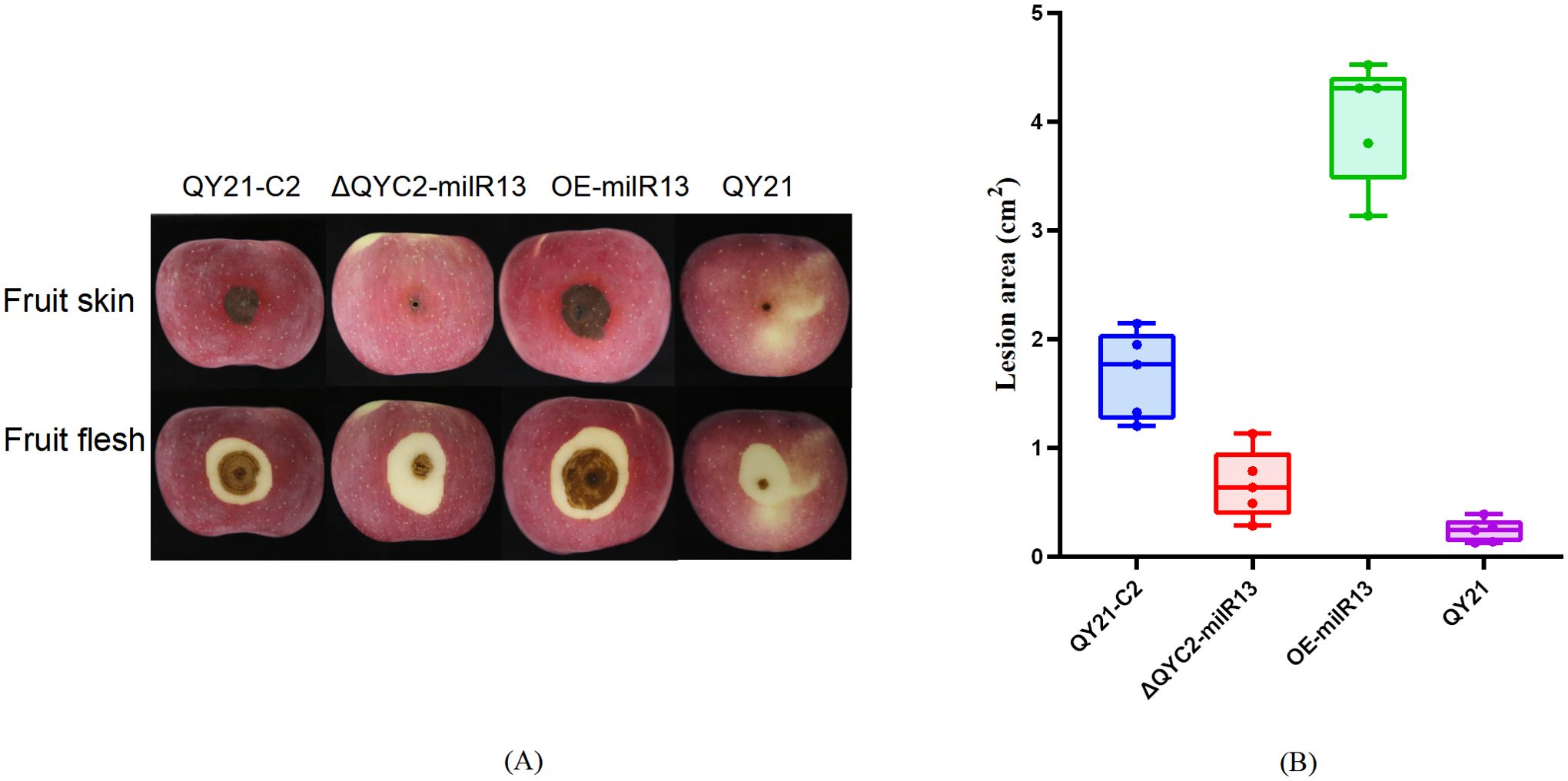Four apples labeled QY21-C2, ΔQYC2-milR13, OE-milR13, and QY21 show variations in fruit skin and flesh lesions. Adjacent box plot compares lesion areas in square centimeters for each apple type, with QY21 having the smallest lesions.