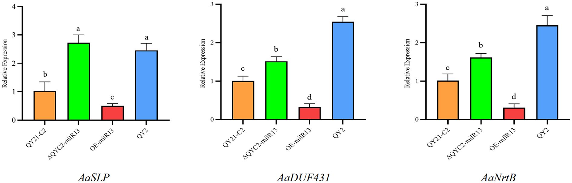 Bar graphs depicting relative expression levels for AaSLP, AaDUF431, and AaNrtB across four groups: QY21-C2, ΔQYC2-milR13, OE-milR13, and QY2. Each graph shows varying expression levels, with different letters indicating statistically significant differences.