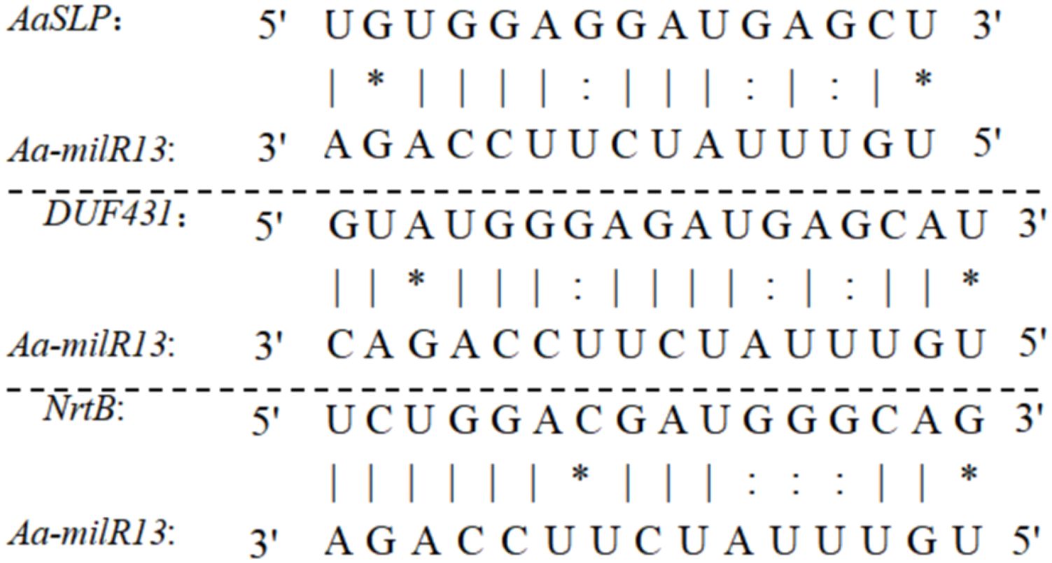 Sequence alignments between a fragment of AaSLP, DUF431, and NrtB with Aa-milR13. Each shows nucleotide sequences aligned, with symbols indicating matches or mismatches. Lines and asterisks show partial matches and mismatches.