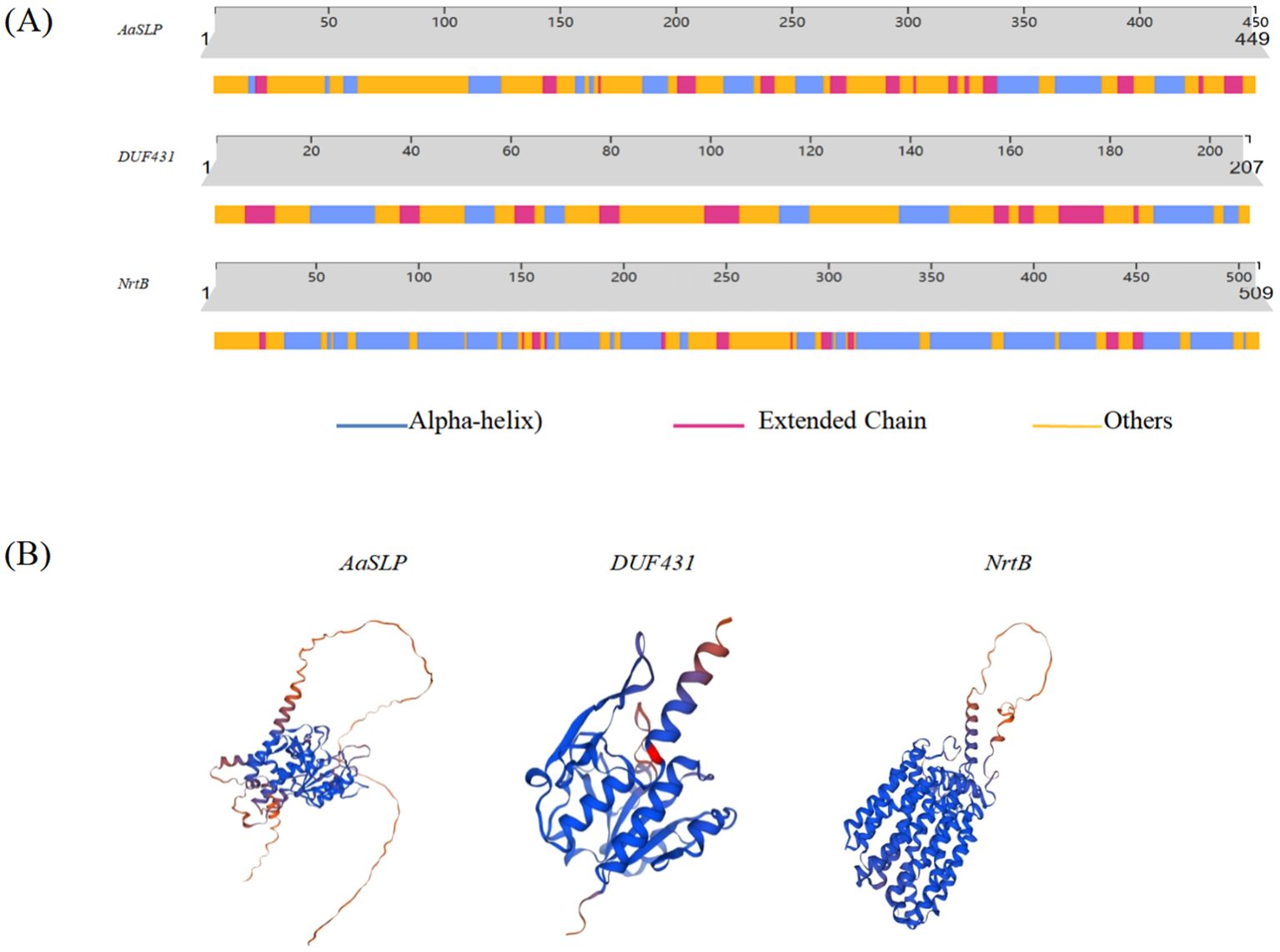 Diagram A shows bar charts of the protein structures AaSLP, DUF431, and NrtB, highlighting alpha-helices in blue, extended chains in pink, and other structures in yellow. Diagram B presents 3D models of the same proteins, with blue indicating alpha-helices and red indicating extended chains.