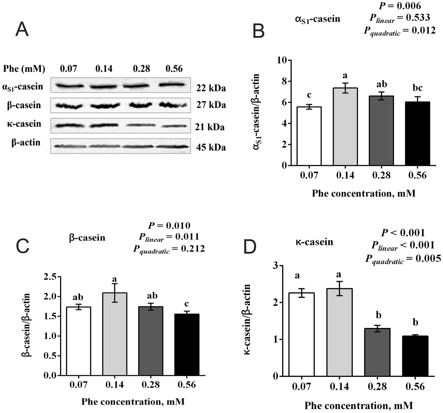 Western blot analysis and bar graphs showing the effects of varying concentrations of phenylalanine (Phe) on αs1-casein, β-casein, and κ-casein expression relative to β-actin. Panel A shows protein bands at 0.07, 0.14, 0.28, and 0.56 mM Phe. Panels B, C, and D depict bar graphs of αs1-casein, β-casein, and κ-casein ratios, respectively, with statistical significance indicated. Panel B: P = 0.006; Panel C: P = 0.010; Panel D: P < 0.001. Error bars indicate variability, and different letters denote significant differences between groups.