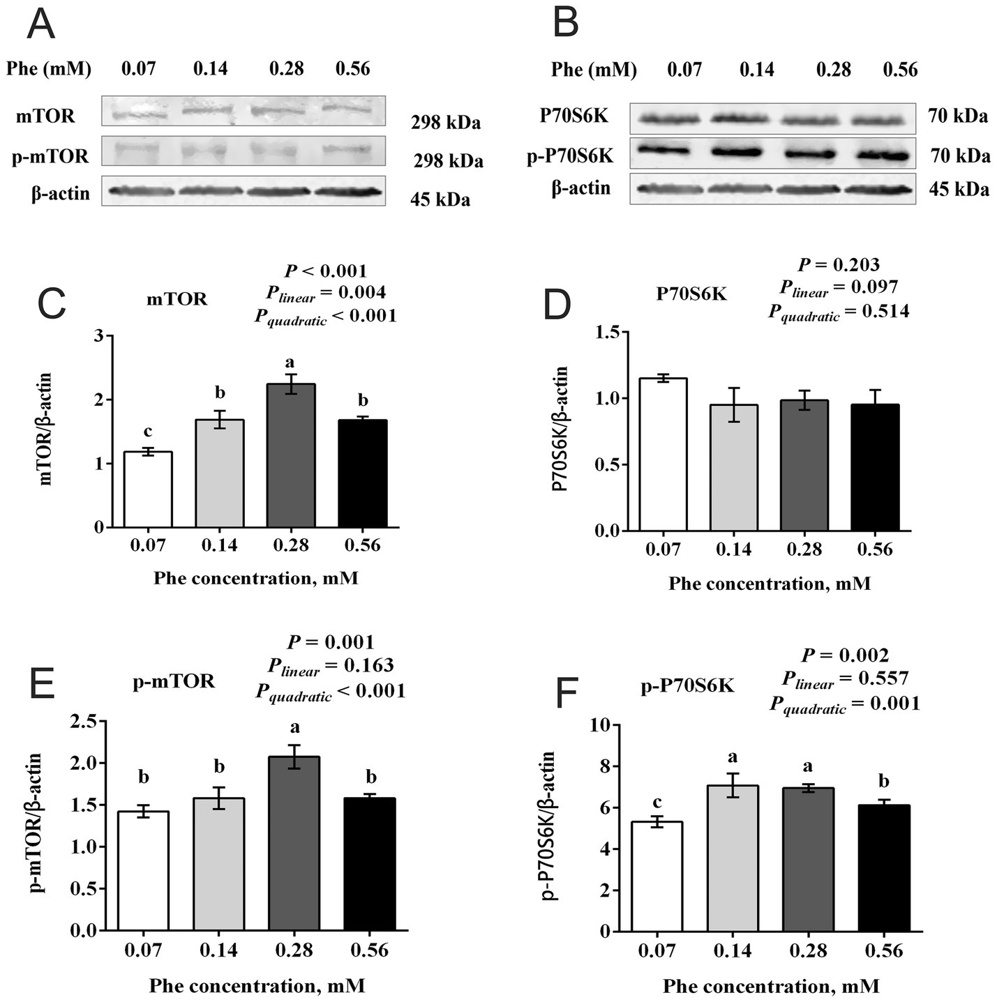 Panels A and B display Western blot images showing protein expression levels of mTOR, phosphorylated mTOR, P70S6K, and phosphorylated P70S6K across varying phenylalanine concentrations (0.07 to 0.56 mM), with β-actin as a loading control. Panels C and E present bar graphs of the mTOR/β-actin and p-mTOR/β-actin ratios, indicating statistical significance in expression levels at different concentrations, with P-values indicating linear and quadratic trends. Panels D and F show bar graphs for P70S6K/β-actin and p-P70S6K/β-actin ratios, displaying smaller variations and associated P-values reflecting statistical significance.
