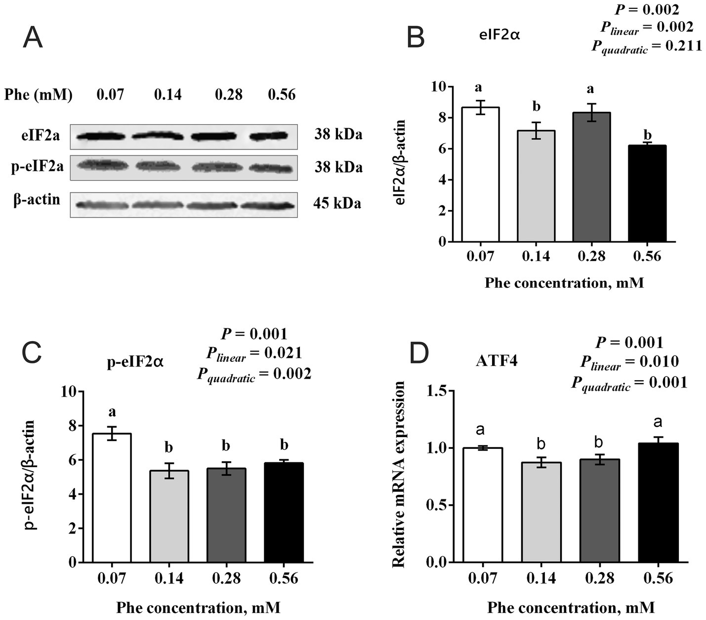 Western blot and bar graphs illustrating the impact of various phenylalanine concentrations (0.07, 0.14, 0.28, 0.56 mM) on eIF2α, p-eIF2α, and ATF4 expression. Panel A: Western blot shows bands for eIF2α, p-eIF2α, and β-actin. Panel B: Bar graph displays eIF2α levels with different letters indicating significant differences at each concentration. Panel C: Bar graph shows p-eIF2α levels with significant changes indicated. Panel D: Bar graph demonstrates relative mRNA expression of ATF4, showing significant differences. Statistical significance is detailed in accompanying text.