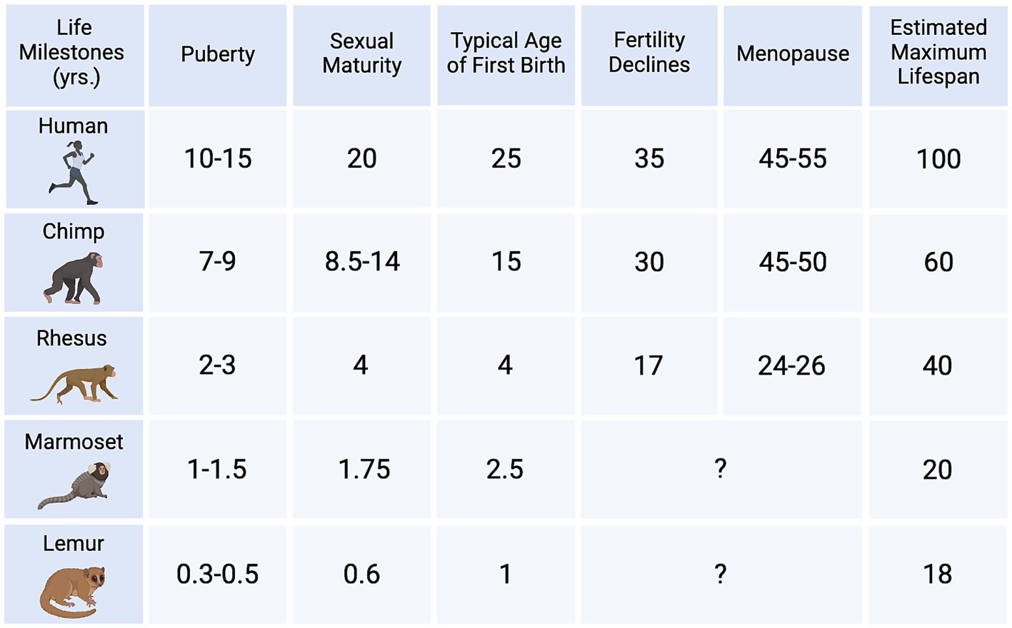 Comparison table showing female life milestones of different species. Humans reach puberty at 10-15 years, sexual maturity at 20, with an estimated maximum lifespan of 100 years. Chimps reach puberty at 7-9 years, with a lifespan of 60 years. Rhesus monkeys mature at 4 years, living up to 40 years. Marmosets mature at 1.75 years, with a 20-year lifespan. Lemurs mature at 0.6 years and can live up to 18 years. Data also includes typical age of first birth, fertility decline, and menopause where applicable.
