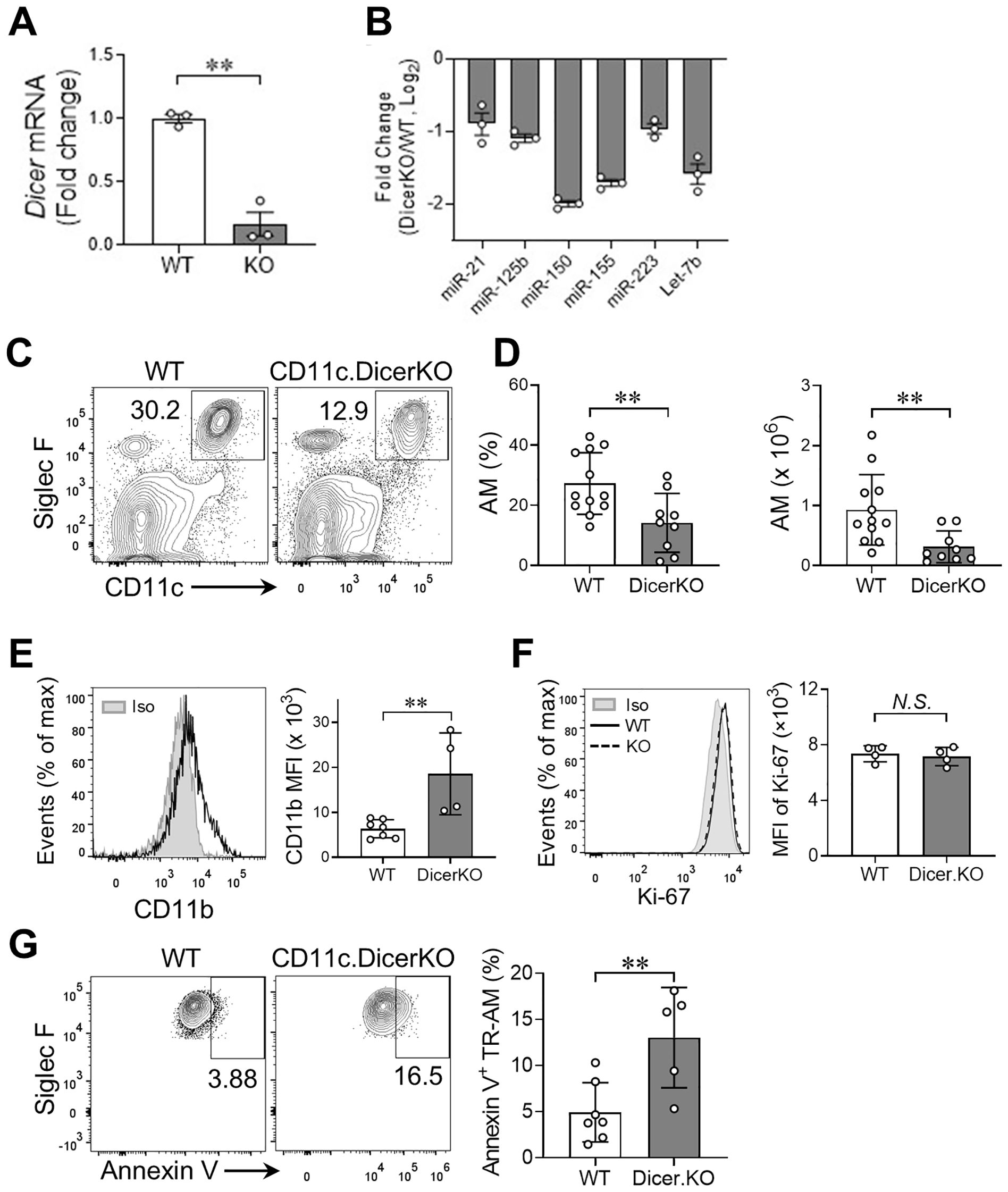 A multi-panel scientific figure showing various analyses comparing wild type (WT) and Dicer knockout (KO) in cells. Panel A displays a bar graph illustrating decreased Dicer mRNA levels in KO. Panel B shows miRNA expression fold changes, with significant reductions in KO. Panel C consists of flow cytometry plots for Siglec F and CD11c, highlighting reduced cell populations in KO. Panel D presents bar graphs of alveolar macrophages (AM) percentages and counts, both reduced in KO. Panel E illustrates a histogram and bar graph for CD11b expression, increased in KO. Panel F shows Ki-67 expression with no significant difference. Panel G contains flow cytometry plots for Siglec F and Annexin V, indicating higher apoptosis in KO, and a bar graph corroborating this. Statistical significance is denoted by asterisks.
