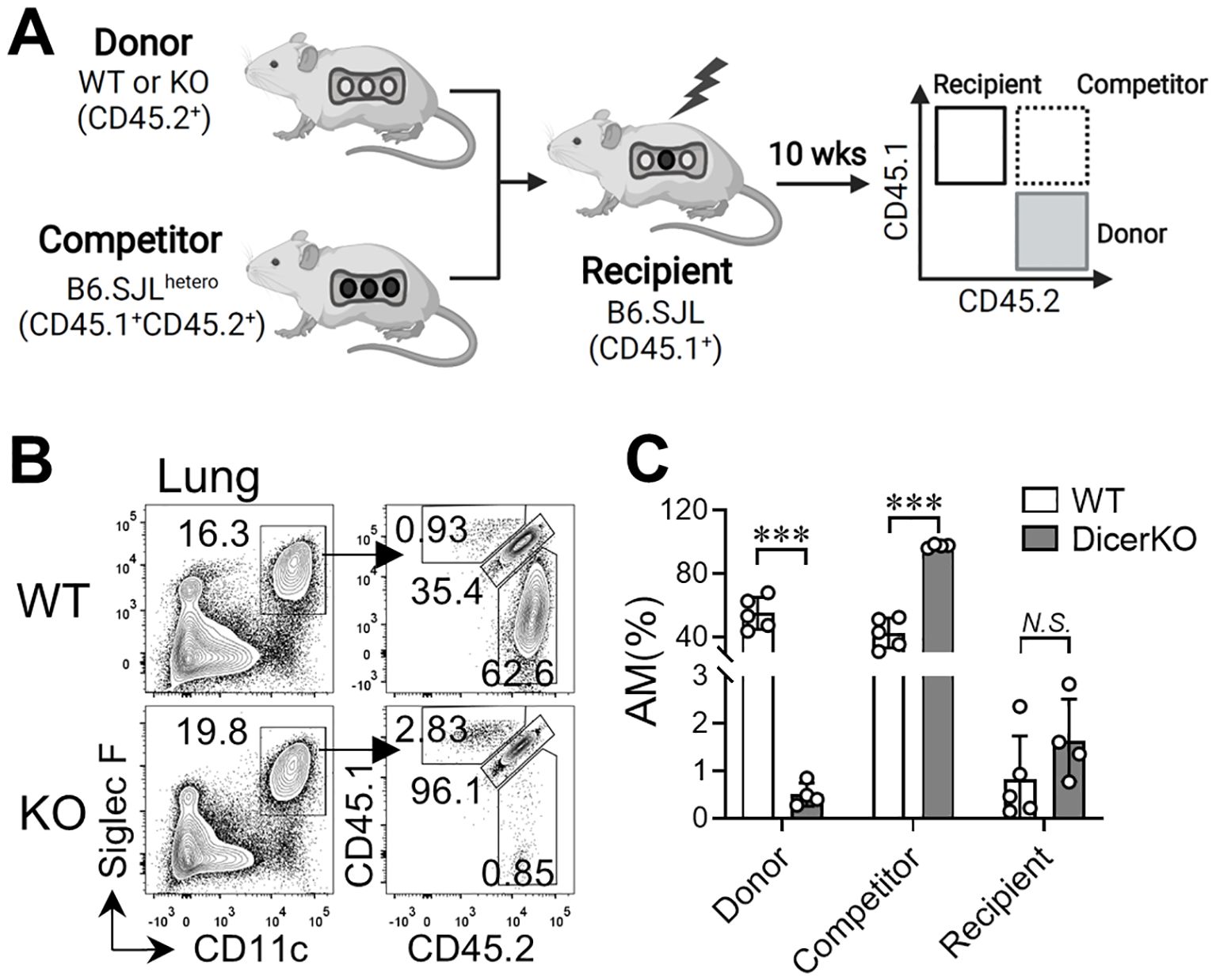 Diagram illustrating a study with mice to analyze donor chimerism. Panel A shows the experimental setup, with donor, competitor, and recipient mice. Panel B displays flow cytometry plots showing Siglec F vs. CD11c and CD45.1 vs. CD45.2 markers for WT and KO groups in the lung. Panel C presents a bar graph comparing alveolar macrophage percentages among donor, competitor, and recipient groups, highlighting significant differences in WT and DicerKO mice. Statistical significance is marked with asterisks.