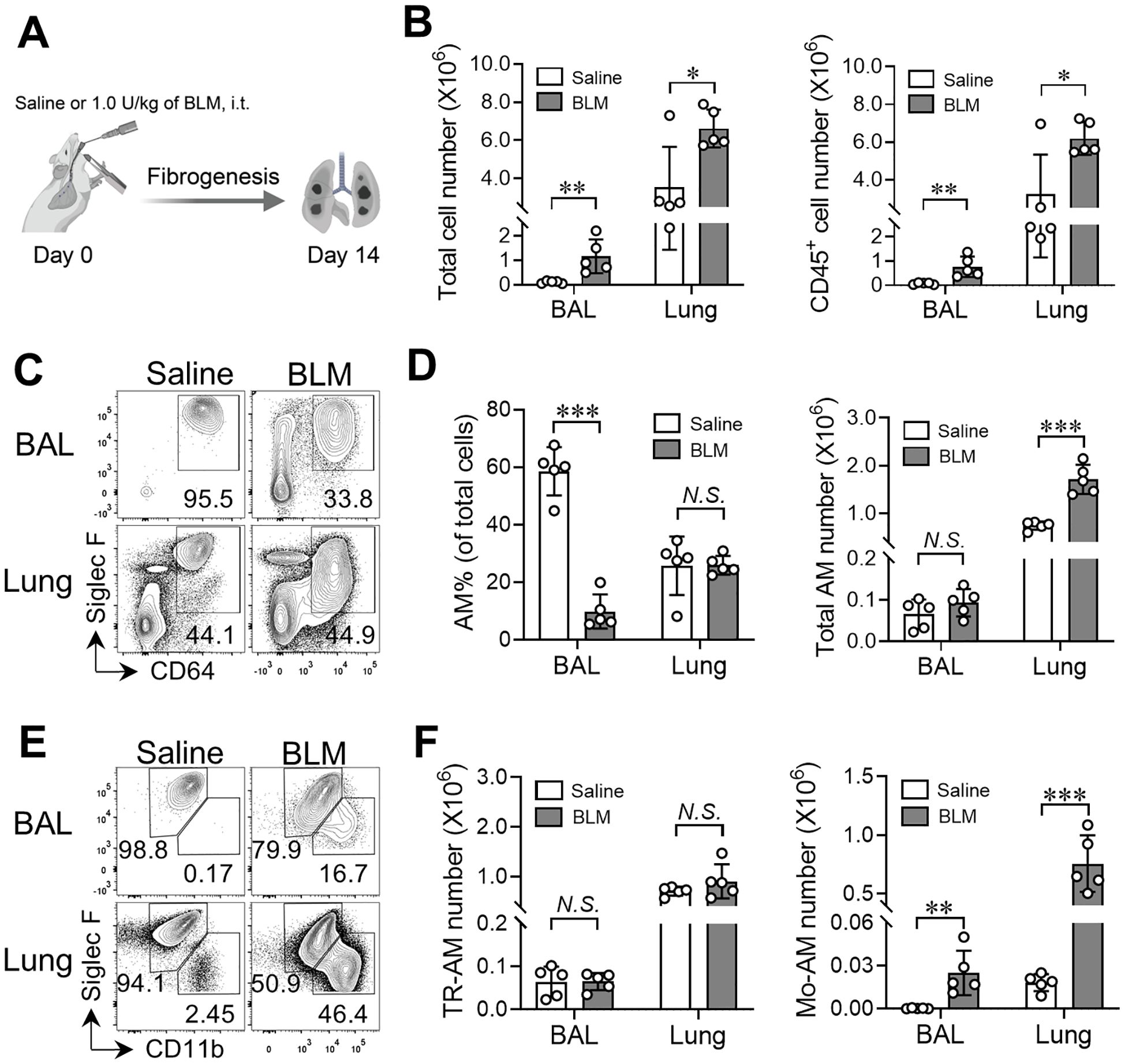 Diagram illustrating an experimental study on fibrogenesis using saline and BLM. Panel A shows a timeline from day 0 to day 14. Panels B, D, and F display bar graphs comparing cell numbers and percentages in BAL and lung samples between saline and BLM treatments, indicating significant differences (marked with asterisks) in several graphs. Panels C and E present flow cytometry plots of Siglec F versus CD64 and CD11b, demonstrating shifts in cell populations for BAL and lung under different treatments.