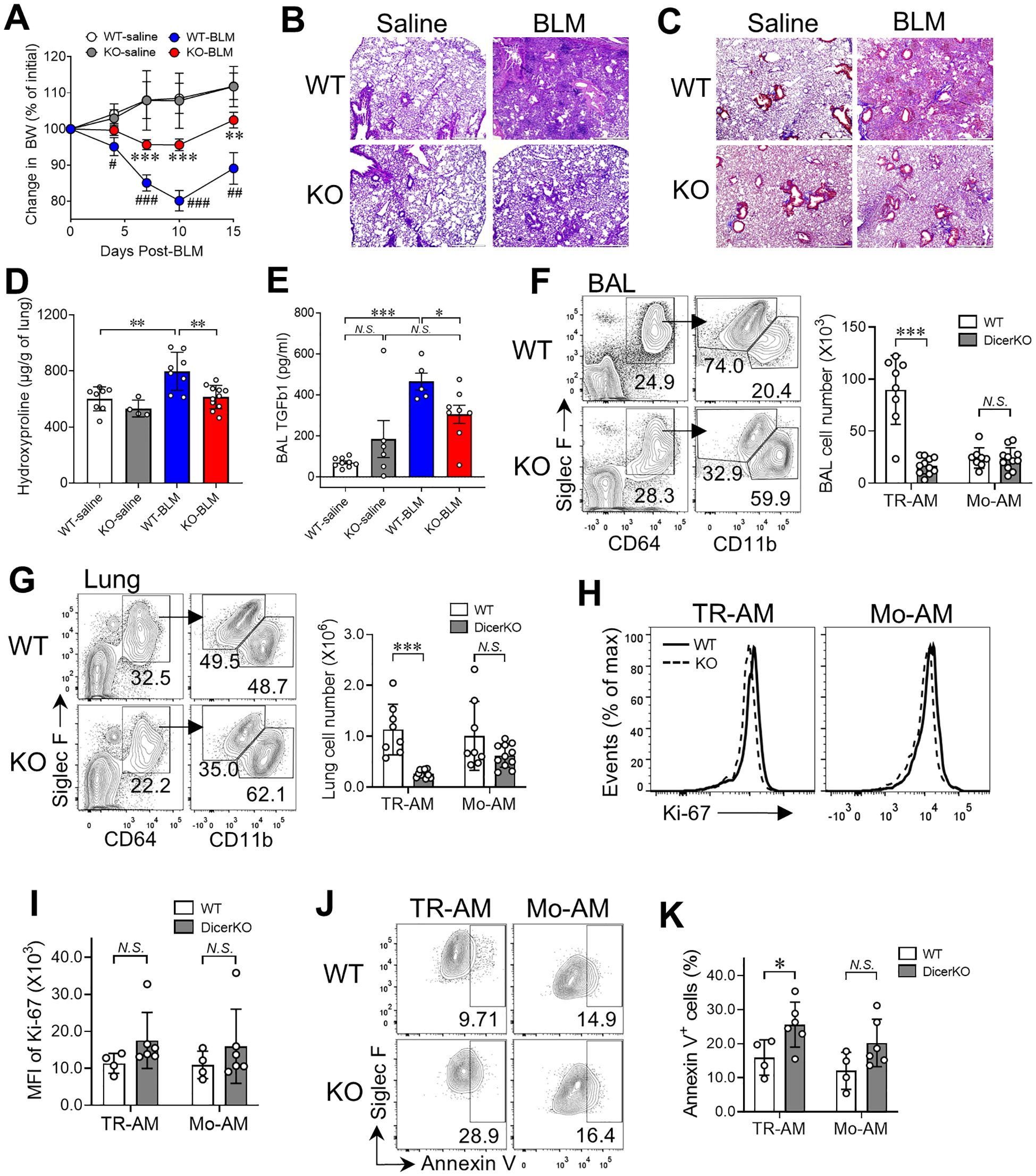 The image consists of multiple panels illustrating a study on the effects of BLM in WT and KO mice. Panel A shows a line graph comparing body weight changes post-BLM treatment. Panels B and C display histological images of lung tissue stained with different methods. Panel D shows a bar graph of hydroxyproline levels, while Panel E depicts TGF beta levels. Panel F contains flow cytometry plots of bronchoalveolar lavage cells, with a bar graph indicating cell numbers. Panels G and H show lung cell flow cytometry plots and Ki-67 expression histograms. Panels I to K include bar graphs and flow cytometry plots of TR-AM and Mo-AM cells with various markers.