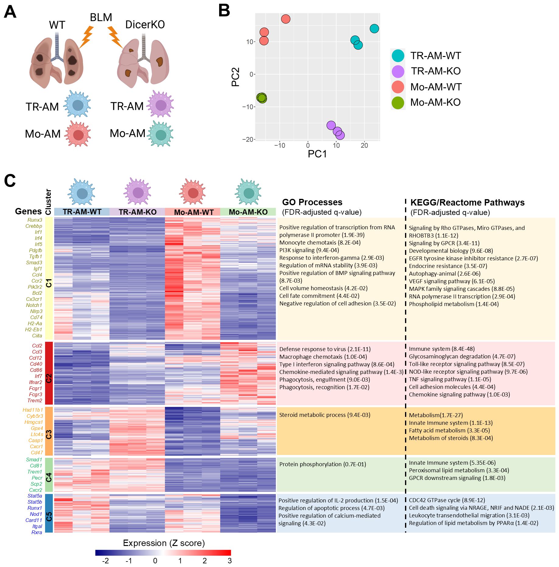 Diagram with three sections illustrating immune cell differences in lungs. Section A depicts wild-type and DicerKO lungs affected by bleomycin, showing TR-AM and Mo-AM cells. Section B is a PCA plot comparing TR-AM and Mo-AM under different conditions. Section C is a heatmap of gene expression, with clusters and annotations of gene ontology processes and KEGG/Reactome pathways, displaying differences in immune responses and pathways affected.