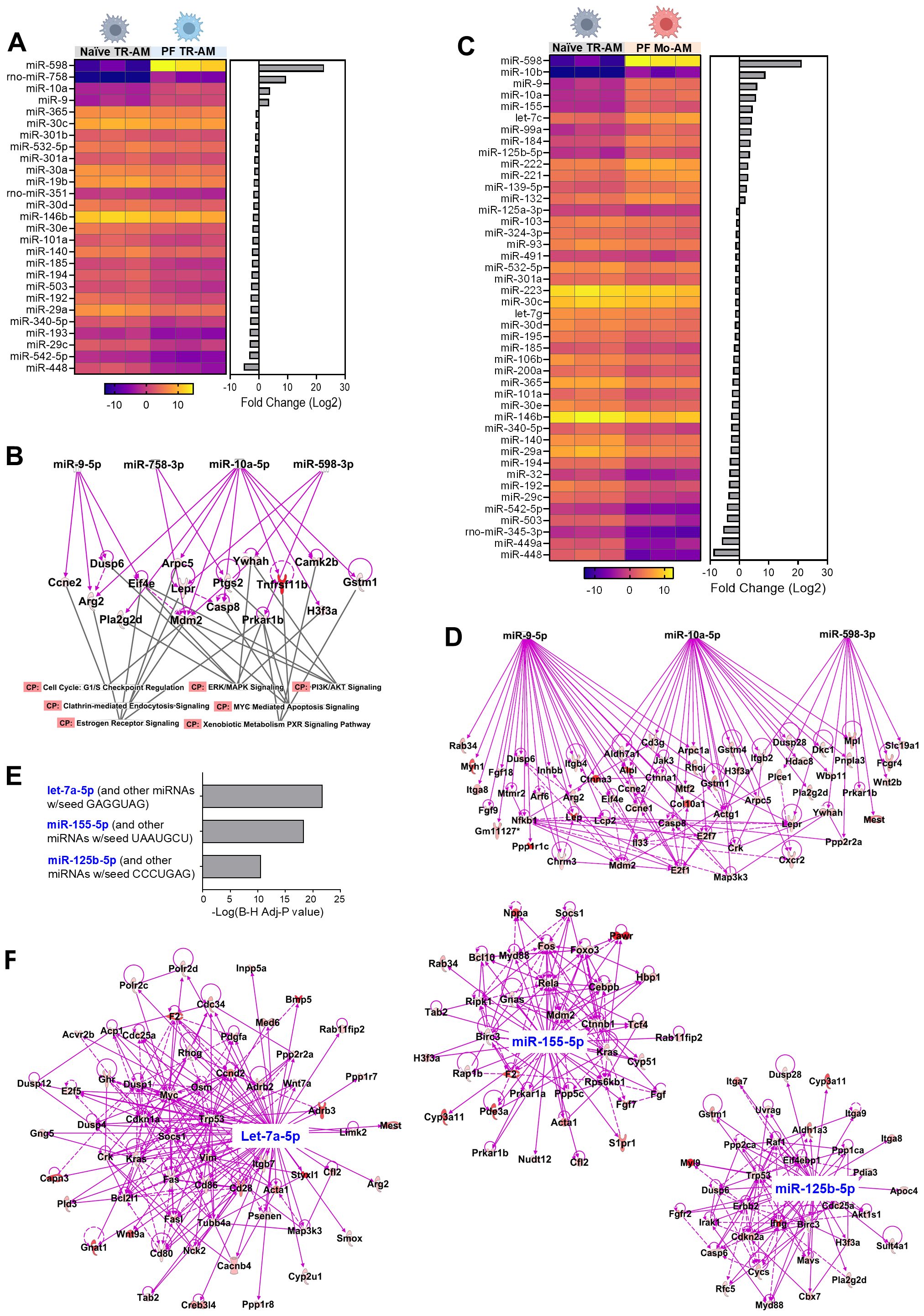 Heatmap charts and network diagrams showing microRNA expression differences and interactions in naive and pathogen-free conditions. Panels A and C display color-coded heatmaps of fold changes in expression levels. Panels B and D depict network interactions with highlighted pathways. Panel E shows a bar graph of statistical significance (-log10 adjusted P value) for select microRNAs. Panel F illustrates detailed network interactions for miR-155-5p, Let-7a-5p, and miR-125b-5p with target genes. The visualizations highlight the impact of varying conditions on gene expression.