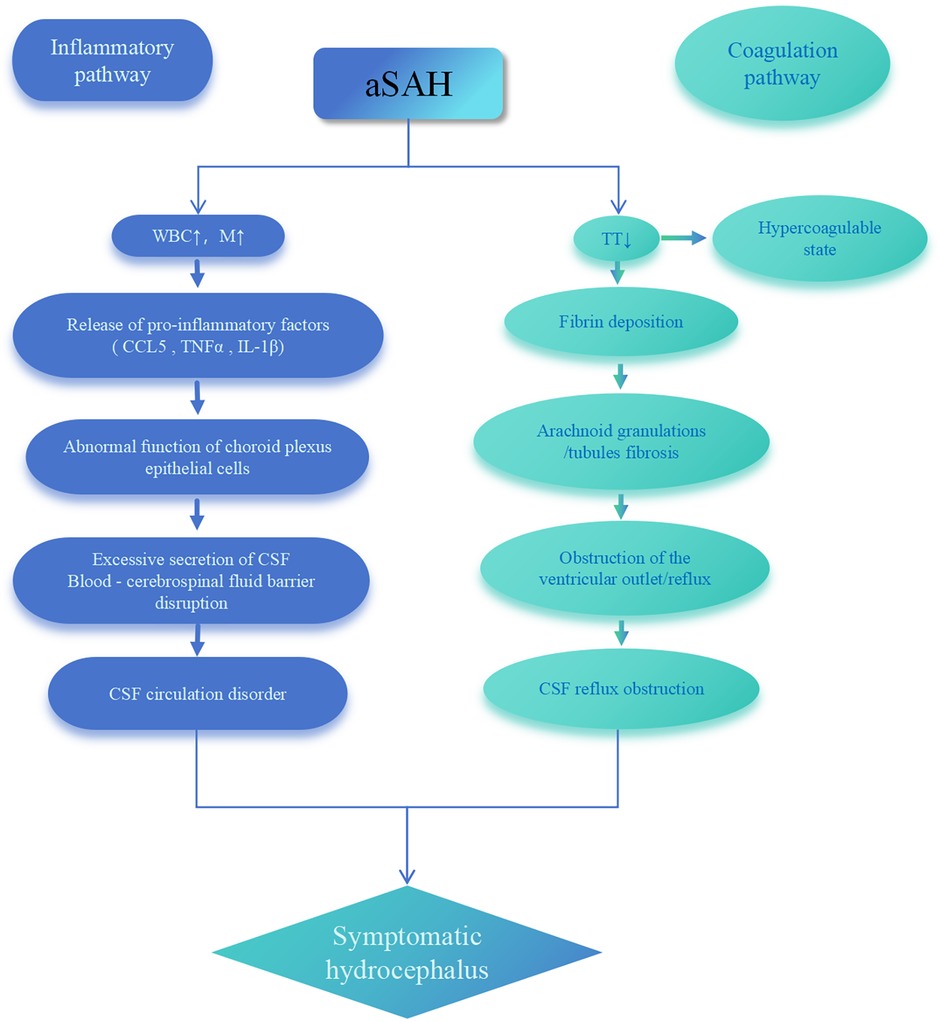 Flowchart depicting the pathways leading to symptomatic hydrocephalus following aneurysmal subarachnoid hemorrhage (aSAH). Two pathways are shown: the inflammatory pathway, involving increased white blood cells, pro-inflammatory factors release, choroid plexus dysfunction, excessive cerebrospinal fluid secretion, and circulation disorder; and the coagulation pathway, involving hypercoagulable state, fibrin deposition, arachnoid fibrosis, and ventricular obstruction, both converging to result in symptomatic hydrocephalus.