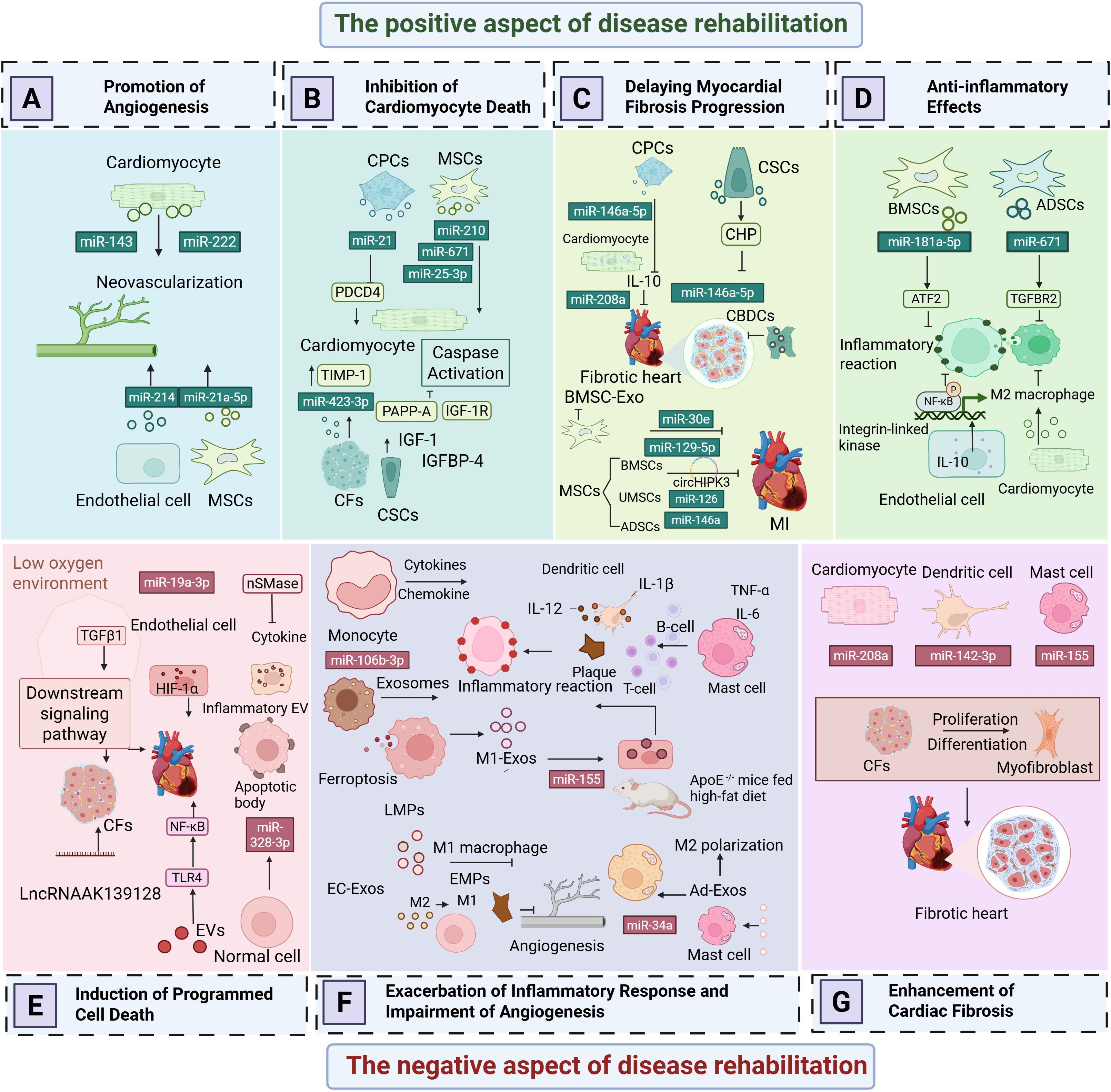 Illustration depicting aspects of disease rehabilitation divided into positive and negative effects. Positive aspects include promotion of angiogenesis, inhibition of cardiomyocyte death, delay of myocardial fibrosis progression, and anti-inflammatory effects. Negative aspects highlight the induction of programmed cell death, exacerbation of inflammatory response, impairment of angiogenesis, and enhancement of cardiac fibrosis. Various cellular and molecular pathways are illustrated with labels such as miRNA markers, cytokines, and cell types like cardiomyocytes, endothelial cells, and macrophages. Scientific notations and visual aids describe complex biological interactions.