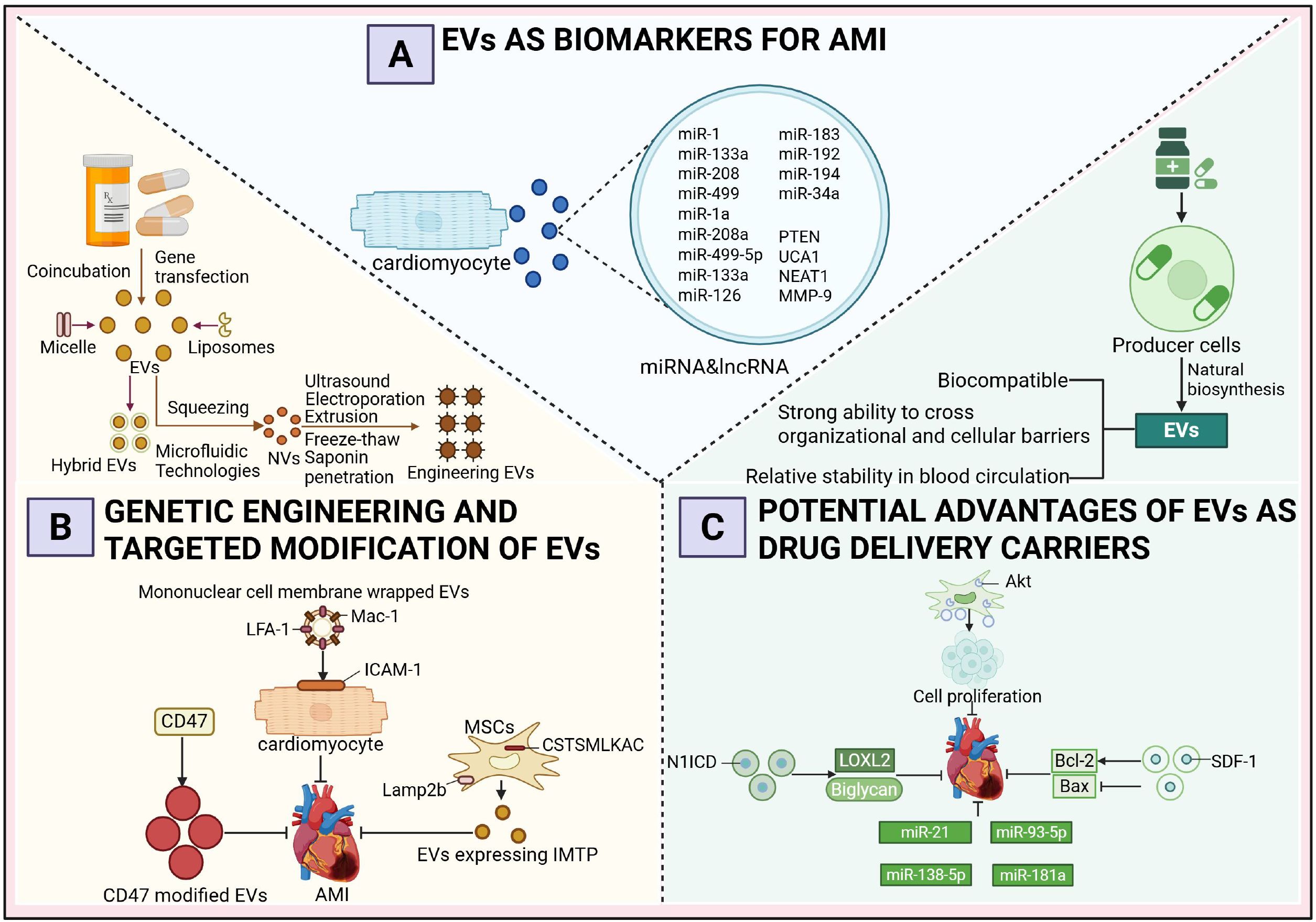 Diagram titled “EVs as Biomarkers and Drug Delivery Carriers” divided into three sections. Section A: EVs as biomarkers for AMI, listing miRNAs and lncRNAs linked to cardiomyocytes. Section B: Genetic engineering of EVs, illustrating processes like micelle formation, liposomes, microfluidic technologies, and modifications for mononuclear cell membrane wrapping. Section C: Advantages of EVs for drug delivery, highlighting biocompatibility, ability to cross barriers, and stability in blood circulation, with illustrations of signaling pathways involving miR-21, miR-93-5p, and miR-181a enhancing cell proliferation and reducing apoptosis.