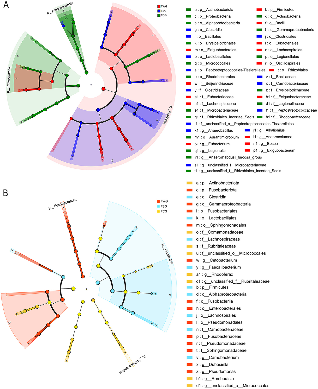 Phylogenetic trees labeled A and B illustrate bacterial relationships. Tree A highlights groups TWG, TSG, and TCG with colored branches: red, blue, and green. Tree B shows groups FWG, FSG, and FCG with branches in orange, blue, and yellow. Each tree features taxonomic classifications marked by different colors, corresponding to a legend detailing bacterial phyla and orders.