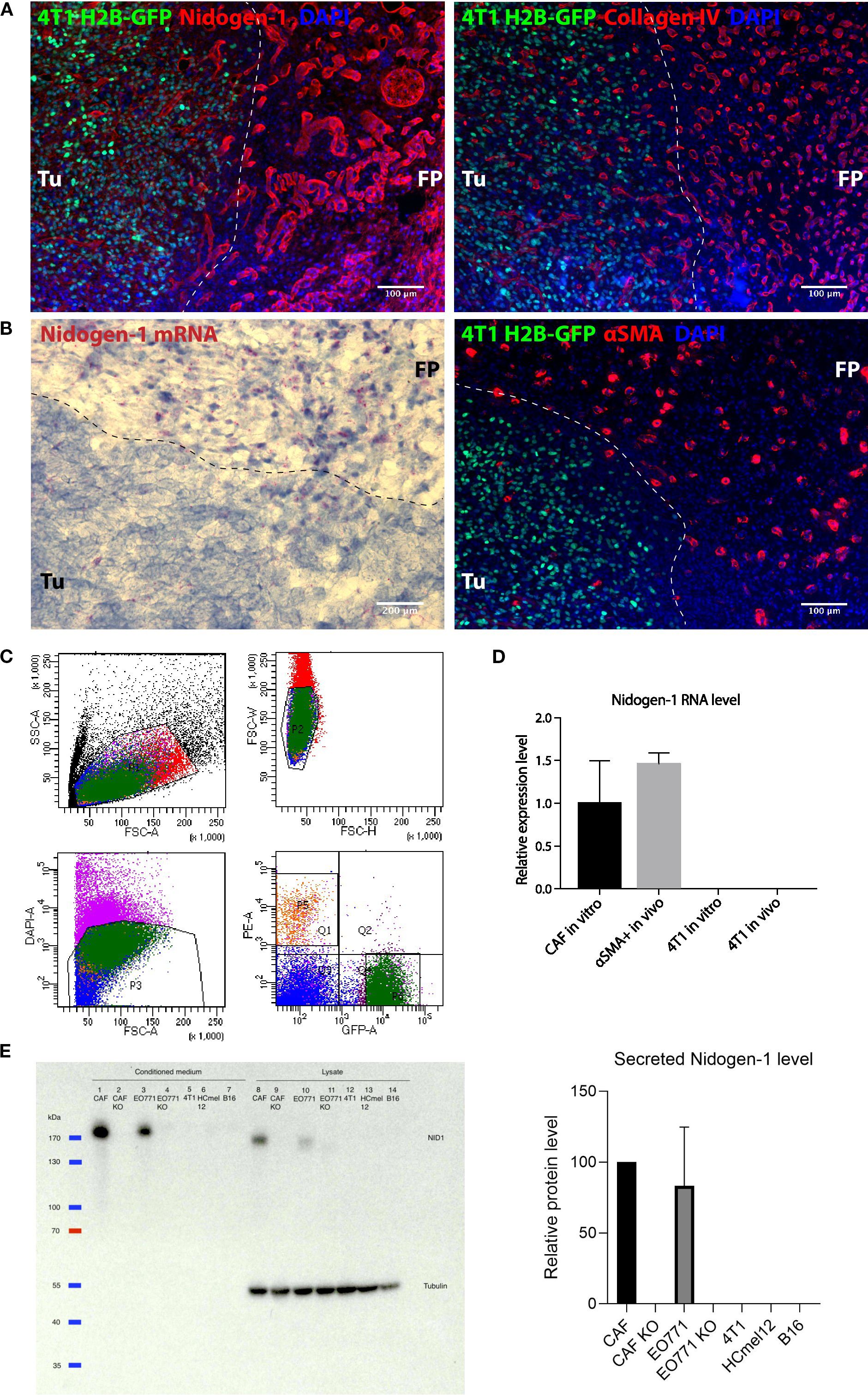 Panel A presents immunofluorescence images of tissues stained for Nidogen-1, Collagen IV, and alpha-SMA with DAPI, highlighting tumor (Tu) and fibroblast-rich (FP) regions. Panel B shows Nidogen-1 mRNA localization. Panel C contains scatter plots from flow cytometry data, displaying various cell populations. Panel D is a bar graph illustrating Nidogen-1 RNA levels across different conditions. Panel E includes a Western blot image showing Nidogen-1 expression in conditioned mediums and lysates, along with a related bar graph of protein levels.