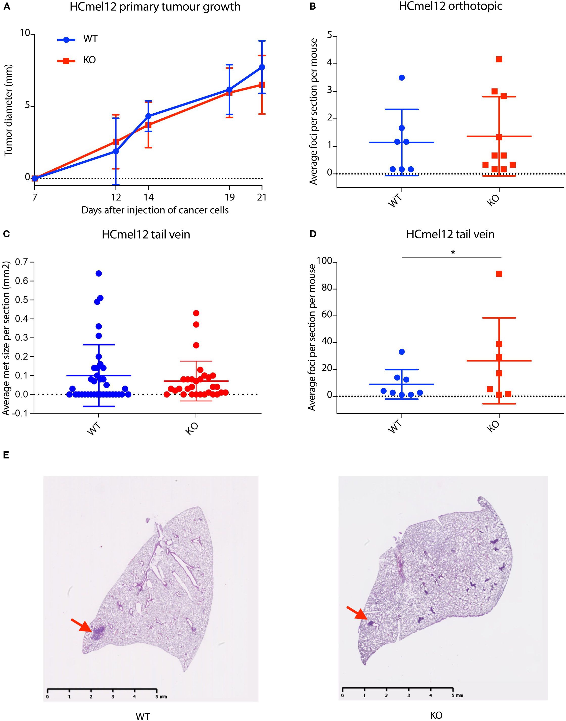 A multi-panel image showing data on HCMel12 tumor growth in WT (blue) and KO (red) mice. Panel A: Line graph of tumor diameter over 21 days, showing similar growth trends for WT and KO. Panel B: Bar graph showing average foci per section, slightly higher in KO. Panel C: Scatter plot of average metastatic size, with similar distributions for both groups. Panel D: Scatter plot of average foci per section, indicating more foci in KO. Panel E: Histological images of lung sections with red arrows pointing to metastases; scale bars provided.