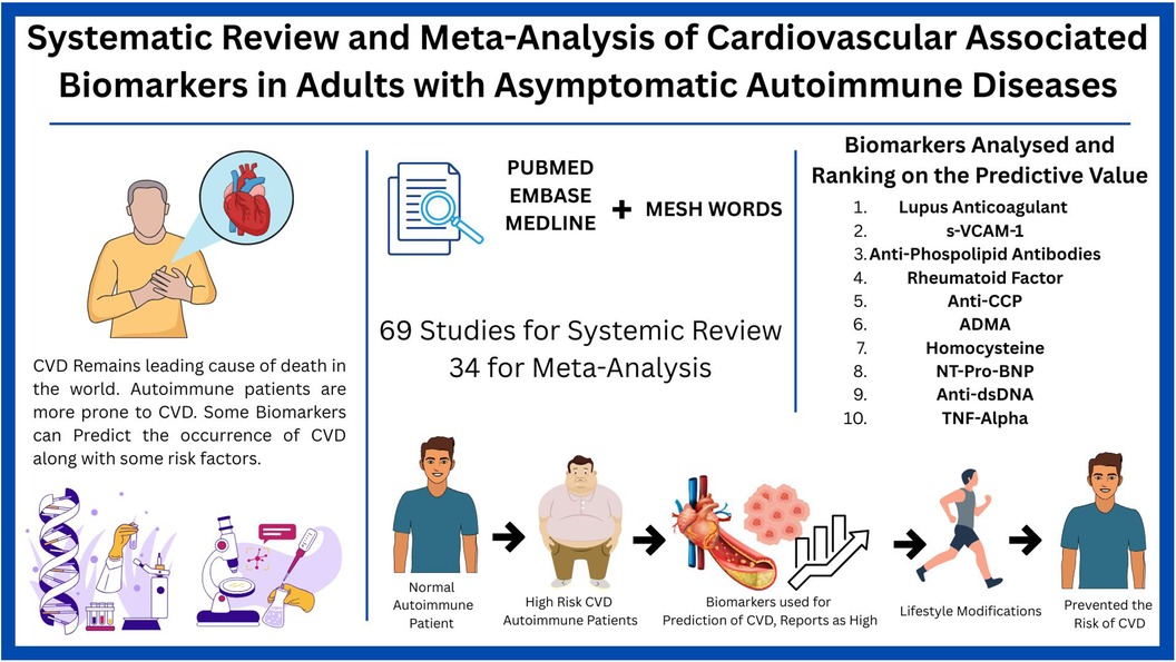 Infographic summarizing a systematic review and meta-analysis of cardiovascular biomarkers in asymptomatic autoimmune disease patients. From 69 studies reviewed and 34 analyzed, the top predictive biomarkers include lupus anticoagulant, s-VCAM-1, and anti-phospholipid antibodies. A visual flow shows progression from normal autoimmune patients to high cardiovascular risk, use of biomarkers for prediction, lifestyle modifications, and reduced risk of cardiovascular disease.