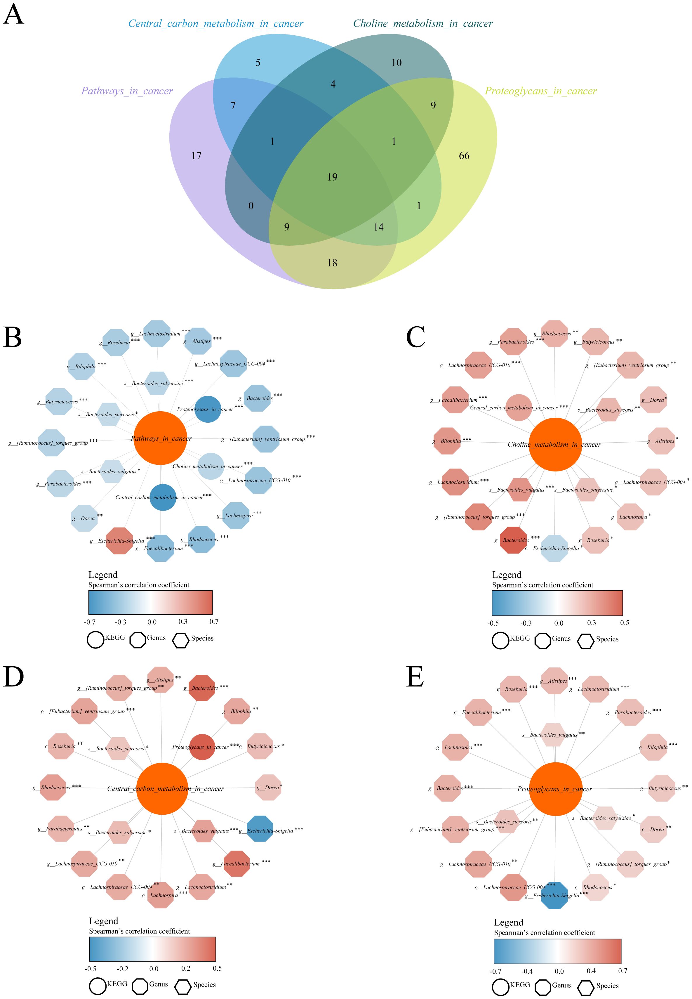 A Venn diagram labeled A depicts the overlap among four cancer-related metabolic pathways: central carbon, choline, proteoglycans, and other pathways. Diagrams B, C, D, and E display network graphs with cancer metabolism centers, surrounded by species and genus nodes, with edges color-coded by Spearman's correlation coefficients. Each network shows KEGG, genus, and species distinctions, illustrating interactions with varying strengths.