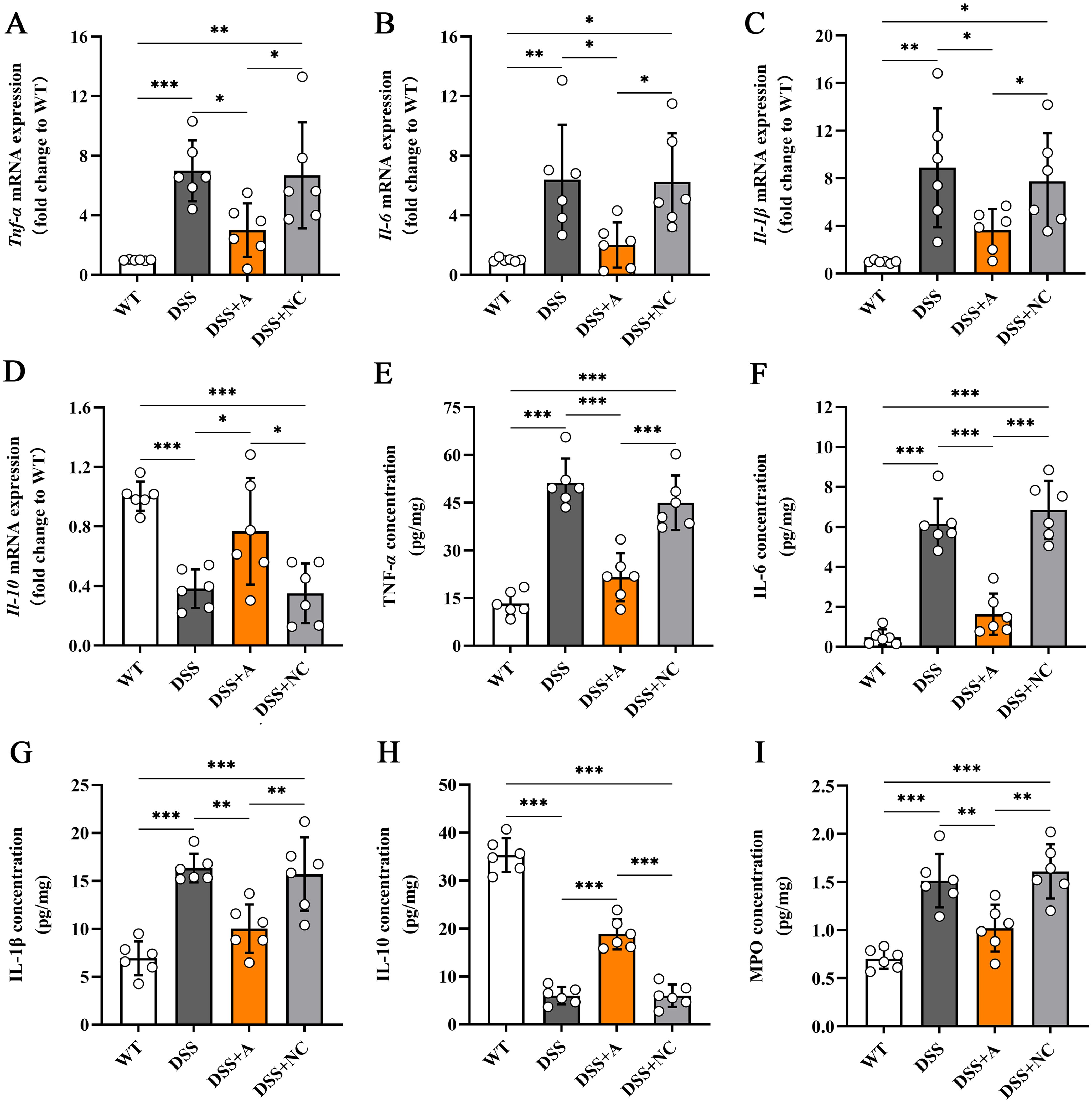 Bar graphs illustrating mRNA expression and cytokine concentrations for different groups: WT, DSS, DSS+A, and DSS+NC. Panels A to K show various metrics like Tnf-α, Il-6, Il-1β, and others with individual data points and statistical significance indicated by asterisks. Error bars show variability within groups.