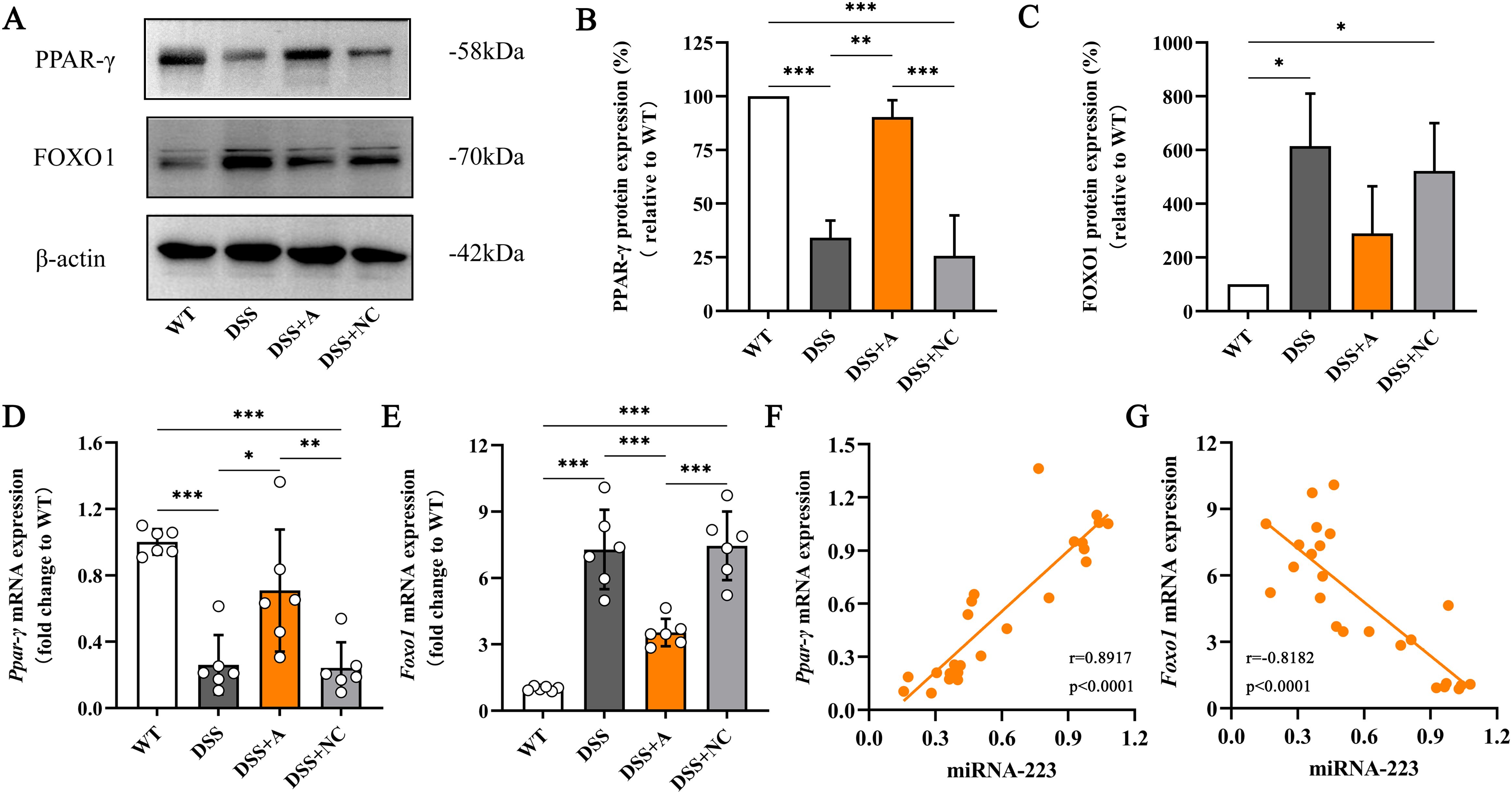 Western blot and graphs showing the expression levels of PPAR-γ and FOXO1 proteins and mRNA, related to miRNA-223. Panel A shows Western blots for PPAR-γ, FOXO1, and β-actin. Panel B and C depict bar graphs of PPAR-γ and FOXO1 protein expression, respectively. Panel D and E show bar graphs of Ppar-γ and Foxo1 mRNA expression. Panels F and G illustrate scatter plots correlating miRNA-223 with Ppar-γ and Foxo1 mRNA levels, showing significant correlations. Significance is marked by asterisks.