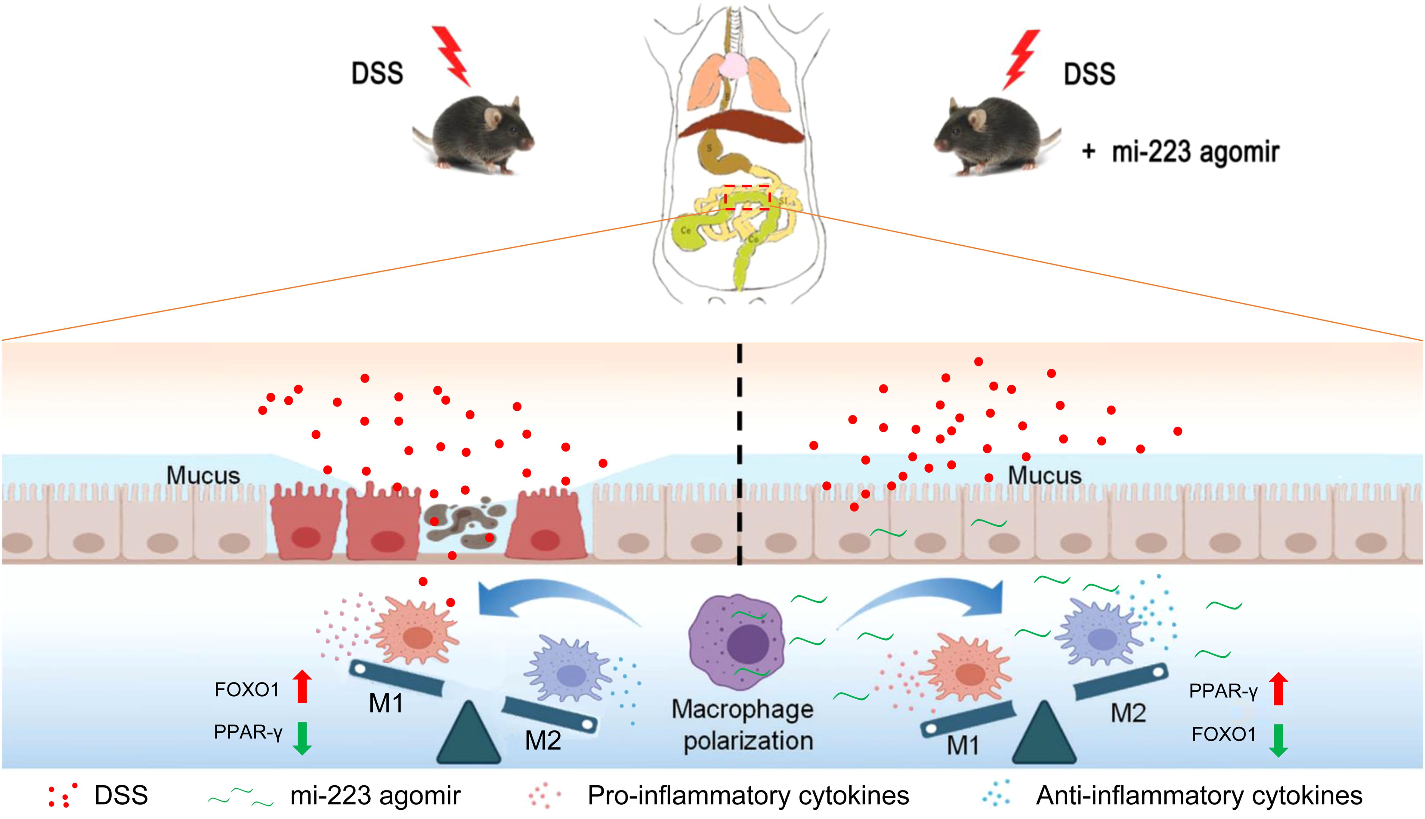 Graphic illustrating the impact of DSS and mi-223 agomir on macrophage polarization in mice. The left section shows a mouse with DSS treatment causing inflammation, indicated by red dots permeating intestinal mucus and an imbalance towards M1 macrophages. The right section includes mi-223 agomir, restoring balance towards M2 macrophages, reducing pro-inflammatory cytokines, represented by green lines. The graphic highlights changes in FOXO1 and PPAR-γ expressions, indicated by arrows.