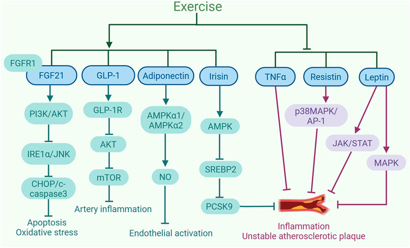 Flowchart illustrating the effects of exercise on various molecular pathways. Exercise influences FGF21, GLP-1, Adiponectin, and Irisin, impacting processes like apoptosis, oxidative stress, and inflammation. TNFα, Resistin, and Leptin are linked to inflammation and unstable atherosclerotic plaque. Key proteins and pathways involved include PI3K/AKT, GLP-1R, AMPK, IRE1α/JNK, mTOR, NO, and MAPK.