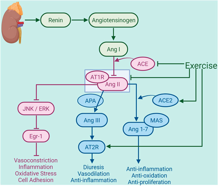 Diagram illustrating the renin-angiotensin system pathway. Renin converts angiotensinogen to Angiotensin I (Ang I), which through ACE becomes Angiotensin II (Ang II). Ang II triggers AT1R leading to vasoconstriction and inflammation and through APA to Ang III affecting AT2R for diuresis, vasodilation, and anti-inflammation. ACE2 converts Ang II to Ang 1-7, promoting anti-inflammation and anti-proliferation via MAS. Exercise influences multiple pathway stages.