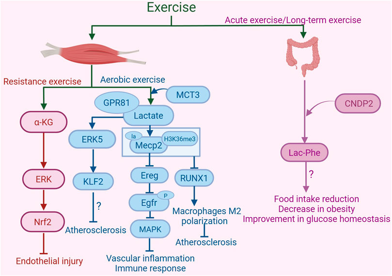Flowchart illustrating the biochemical pathways triggered by exercise. Resistance exercise leads to activation of α-KG, ERK, and Nrf2, which can cause endothelial injury. Aerobic exercise activates GPR81 and MCT3, leading to lactate production, which influences ERK5, KLF2, Mecp2, and MAPK pathways affecting vascular inflammation, immune response, and atherosclerosis. Acute/long-term exercise affects the gut, increasing CNDP2 and Lac-Phe, which can reduce food intake, decrease obesity, and improve glucose homeostasis.