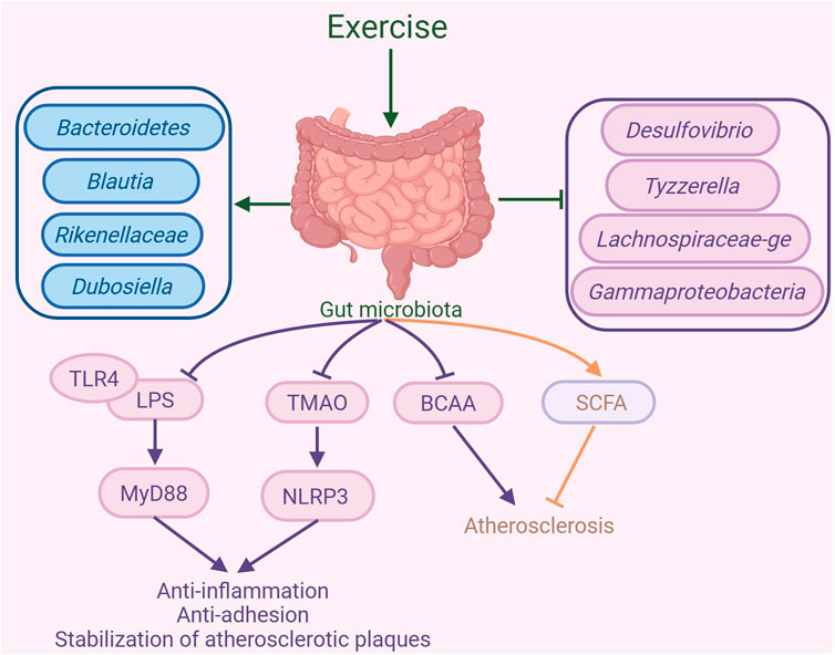 Diagram illustrating the impact of exercise on gut microbiota and its effects. Exercise influences gut bacteria like Bacteroidetes and Desulfovibrio. This interaction affects pathways involving TLR4, LPS, and MyD88, leading to anti-inflammation and atherosclerosis stabilization. SCFA and BCAA also play roles in these processes.
