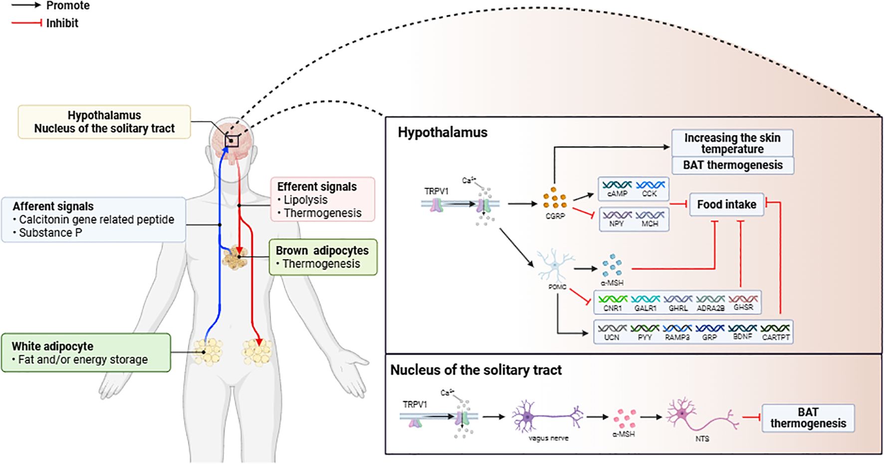 Diagram illustrating the neural pathways involved in thermogenesis and energy regulation. It shows the hypothalamus and nucleus of the solitary tract influencing brown adipocyte thermogenesis and white adipocyte storage via afferent and efferent signals. The inset details molecular interactions affecting food intake, skin temperature, and BAT thermogenesis, featuring TRPV1, CGRP, POMC, and various receptors like cAMP and CCK. Signal pathways are marked by promoting (black) and inhibiting (red) arrows.