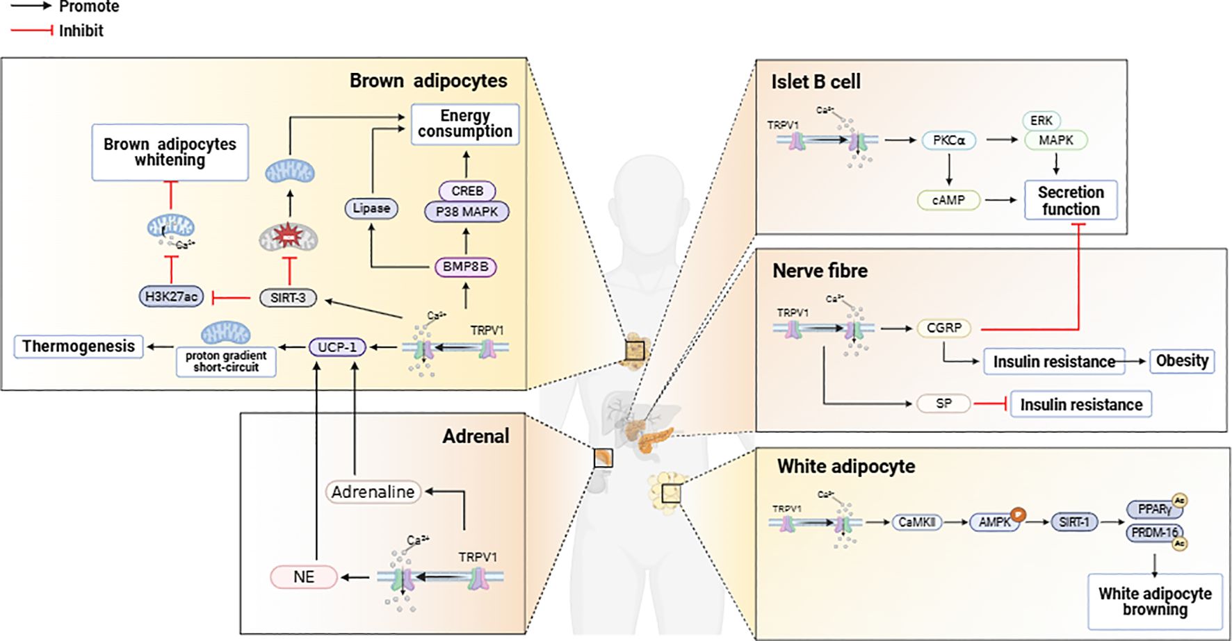 Diagram illustrating metabolic pathways. Brown adipocytes show energy consumption, thermogenesis, and links to processes like lipase and adipocyte whitening. Islet B cell pathways involve secretion function. Nerve fibers relate to insulin resistance and obesity. Adrenal pathways demonstrate adrenaline's influence. White adipocyte section shows browning processes. Black arrows indicate promotion; red arrows indicate inhibition. The central silhouette represents bodily locations related to each function.