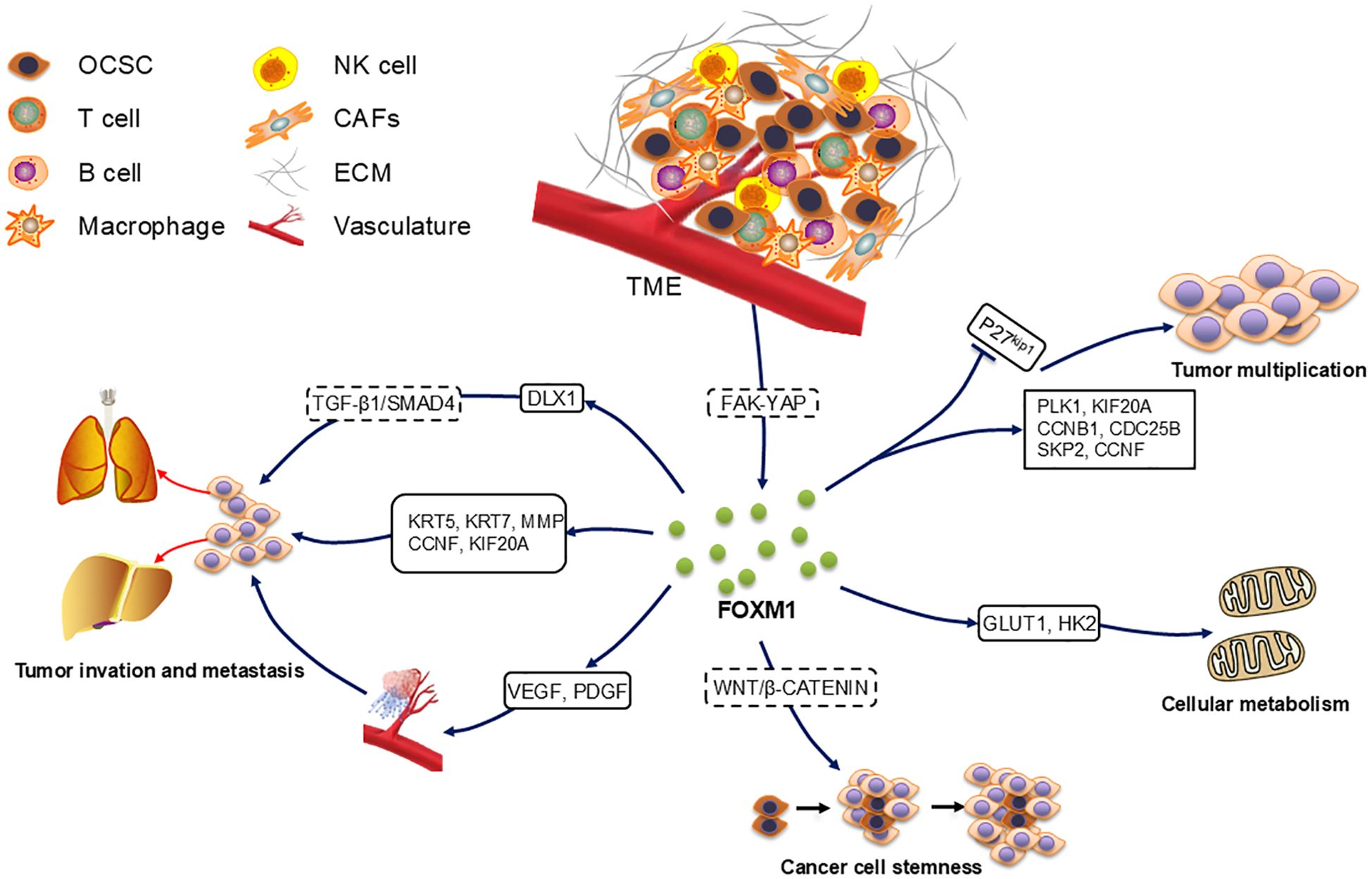Diagram illustrating the role of FOXM1 in cancer progression within the tumor microenvironment (TME). It includes various cells such as cancer stem cells, T cells, B cells, NK cells, macrophages, and CAFs with corresponding symbols. The diagram shows pathways leading to tumor multiplication, invasion, metastasis, cancer cell stemness, and cellular metabolism, indicating the involvement of genes and proteins such as TGF-β1/SMAD4, FAK-YAP, WNT/β-CATENIN, and others. Arrows denote interactions and effects on the lungs, liver, and blood vessels.